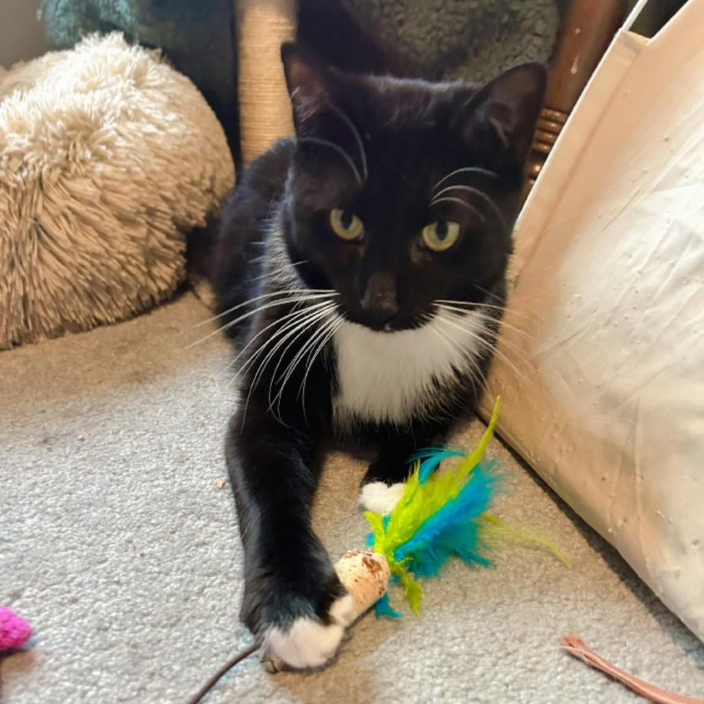 Enlarge Harry, a Adoptable Domestic Short Hair in Pocono Summit, PA image 5/6