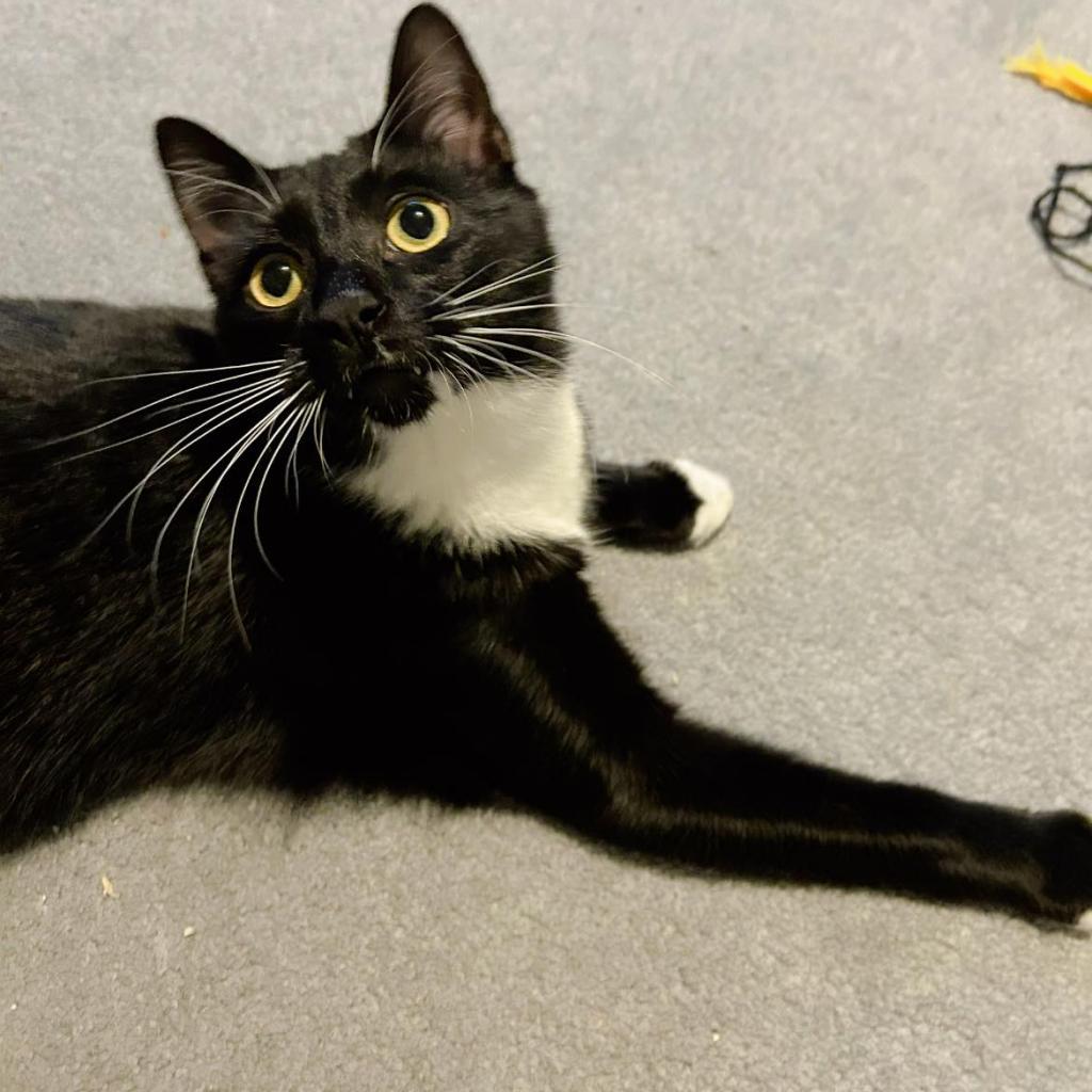 Enlarge Harry, a Adoptable Domestic Short Hair in Pocono Summit, PA image 6/6