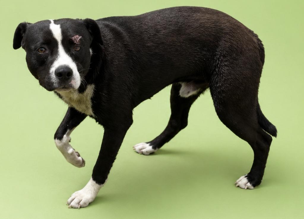 Enlarge Bandit, a Adoptable mixed breed in Wauchula, FL image 1/1