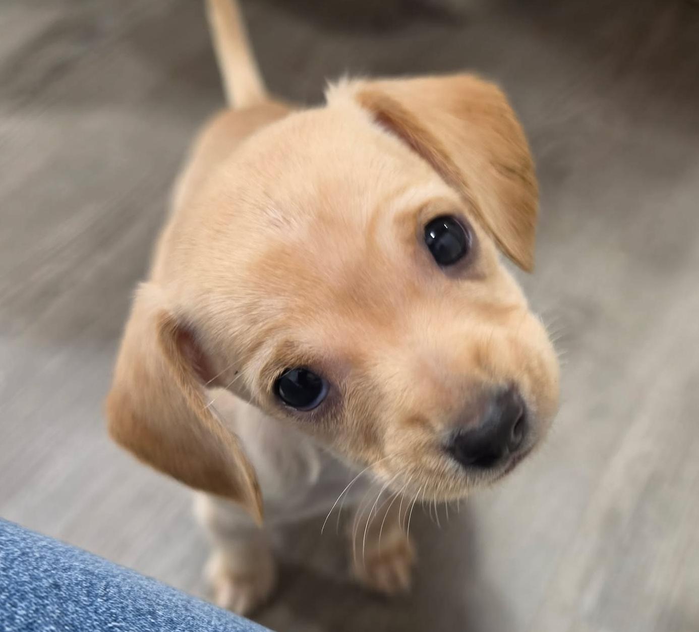 Fried Oreo (Carnival Food litter), adopted, Puppy Female Chihuahua.