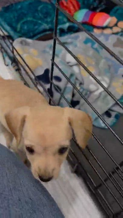 Enlarge Fried Oreo (Carnival Food litter), an adopted mixed breed in Silvana, WA video 5/5