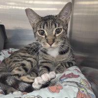 DELILAH, adopted, Young Female Tabby.