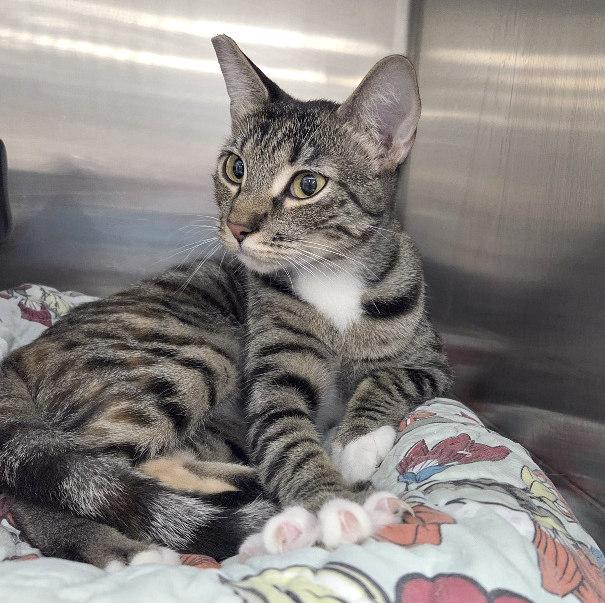 DELILAH, an adopted Tabby in Henderson, NV image 2/2
