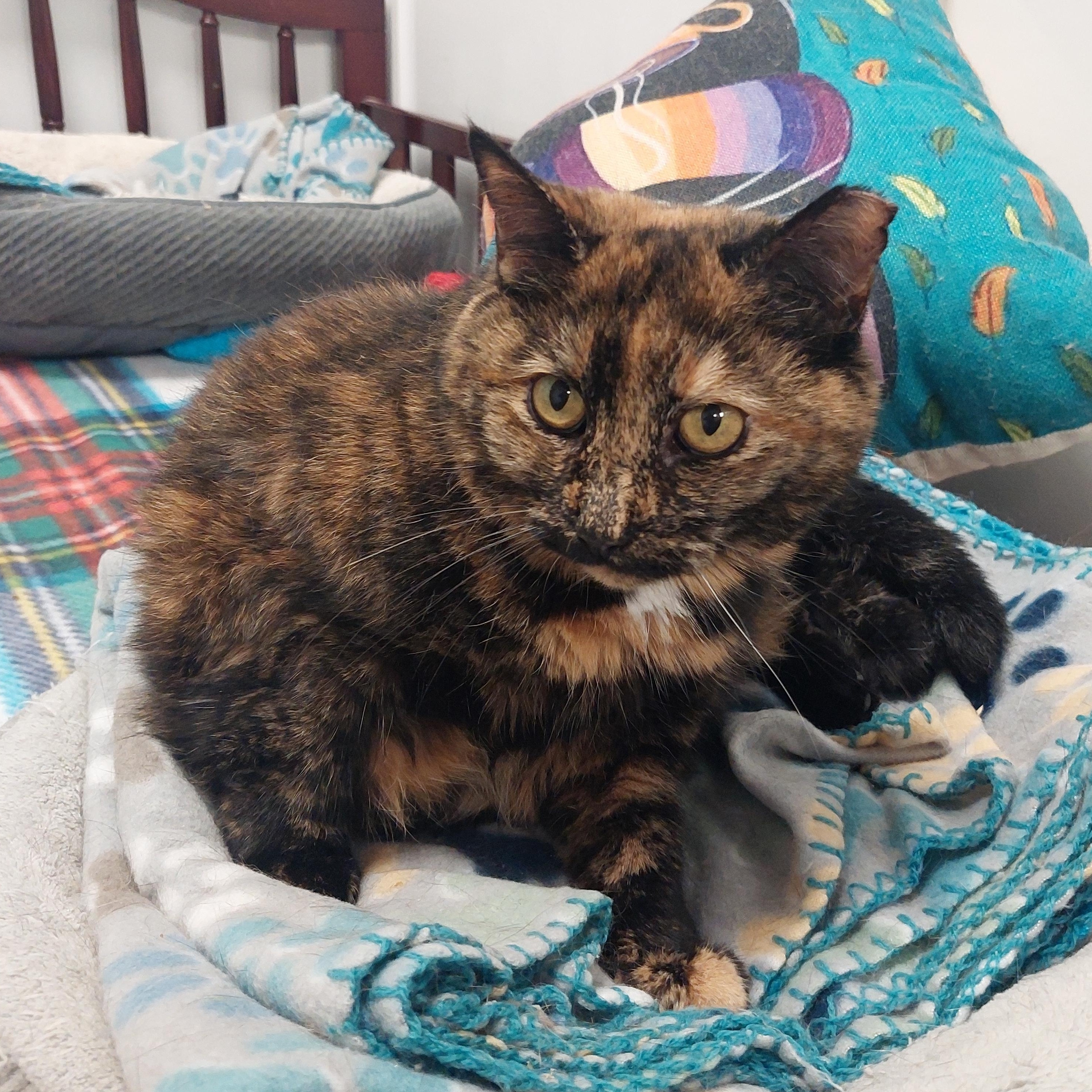 Enlarge Mama Diana, a Adoptable Domestic Short Hair in Williamsport, PA image 2/2