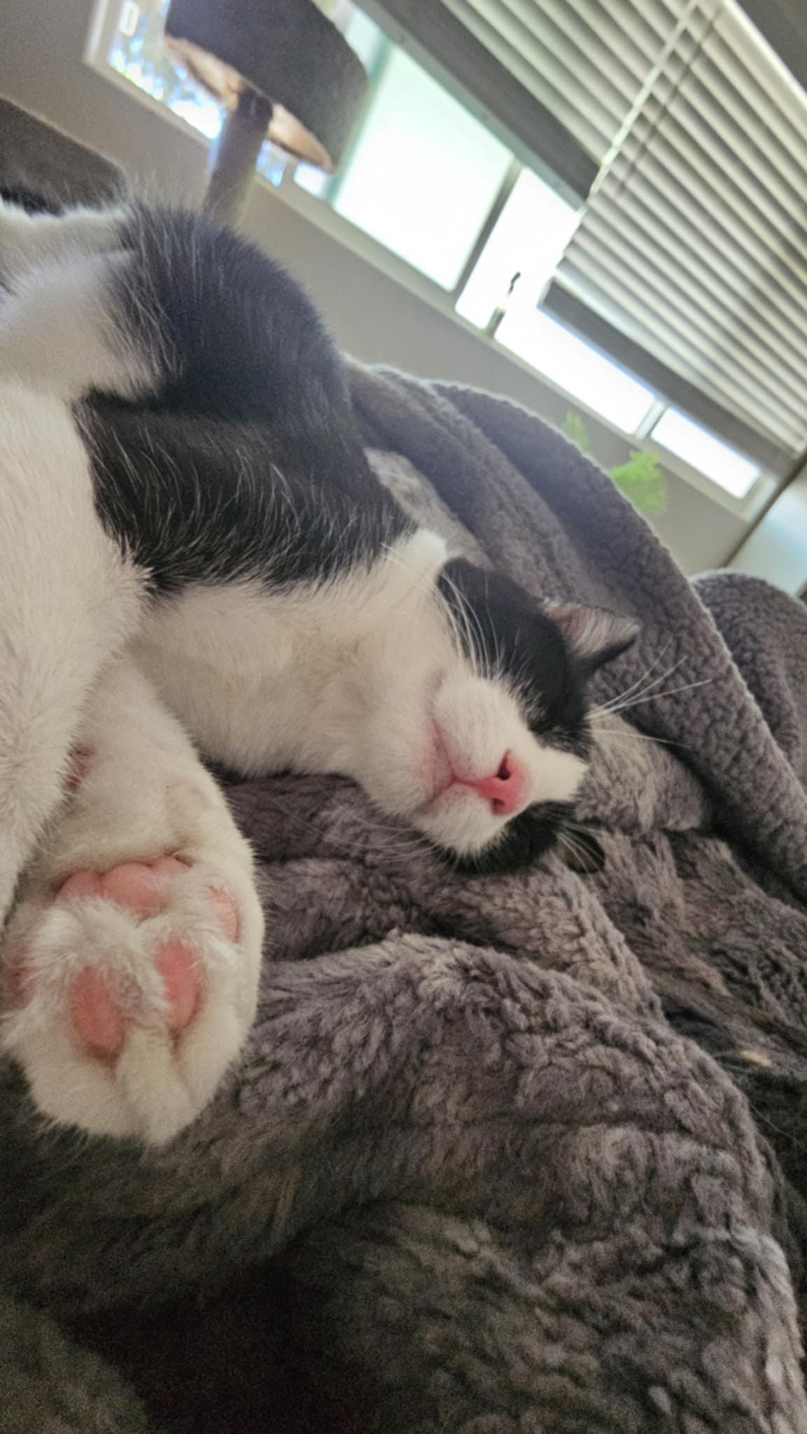 Enlarge DOLLY, a Adoptable Tuxedo in Palmdale, CA image 6/6