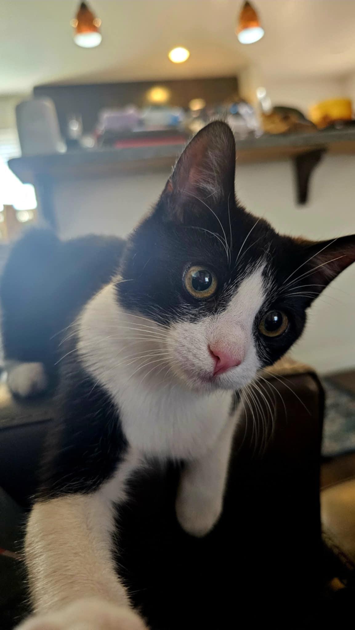 DOLLY, Adoptable, Kitten Female Tuxedo.
