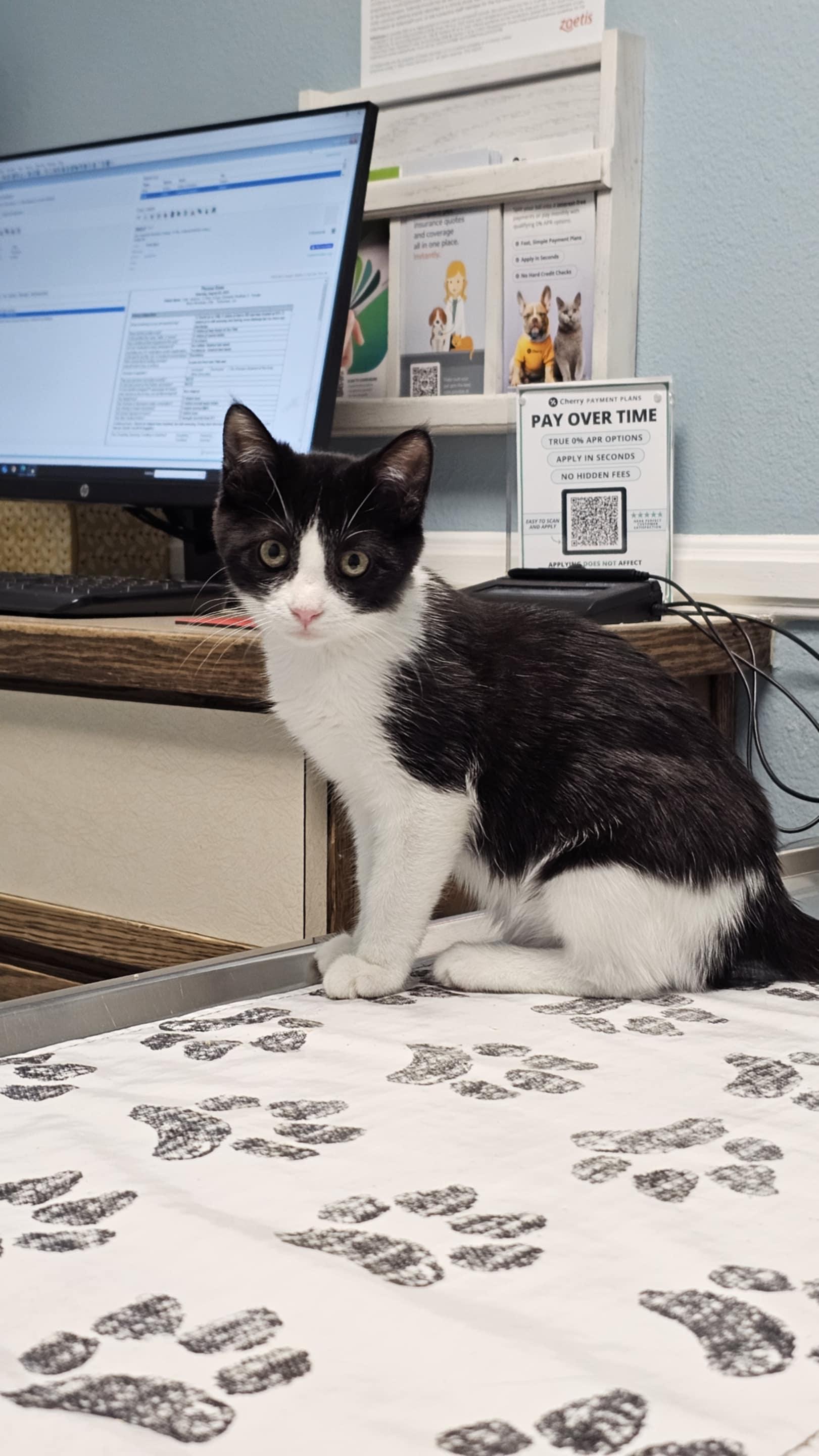 Enlarge DOLLY, a Adoptable Tuxedo in Palmdale, CA image 3/6