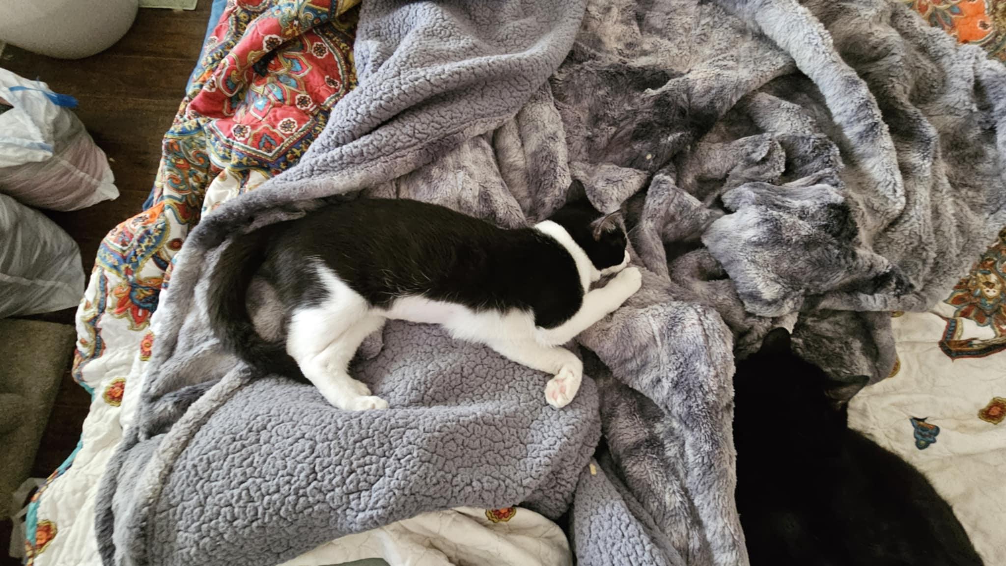 Enlarge DOLLY, a Adoptable Tuxedo in Palmdale, CA image 5/6