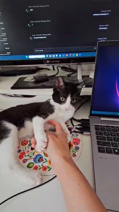 Enlarge DOLLY, a Adoptable Tuxedo in Palmdale, CA video 4/6