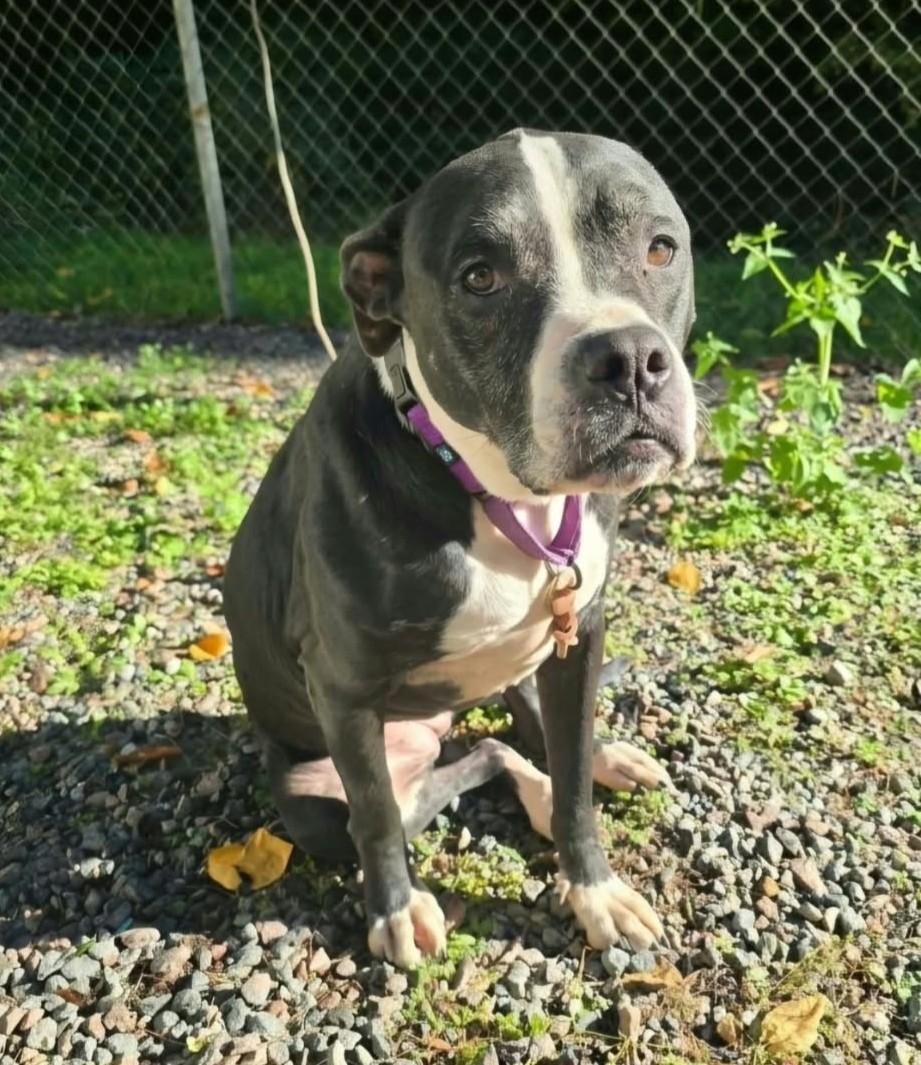 Poppy, Adoptable, Adult Female Pit Bull Terrier.
