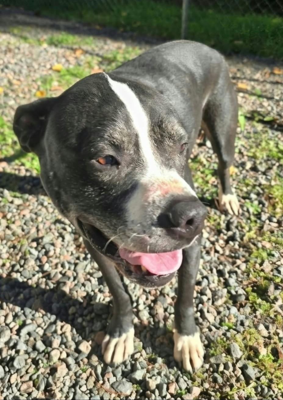Enlarge Poppy, a Adoptable mixed breed in Mountain City, TN image 2/2