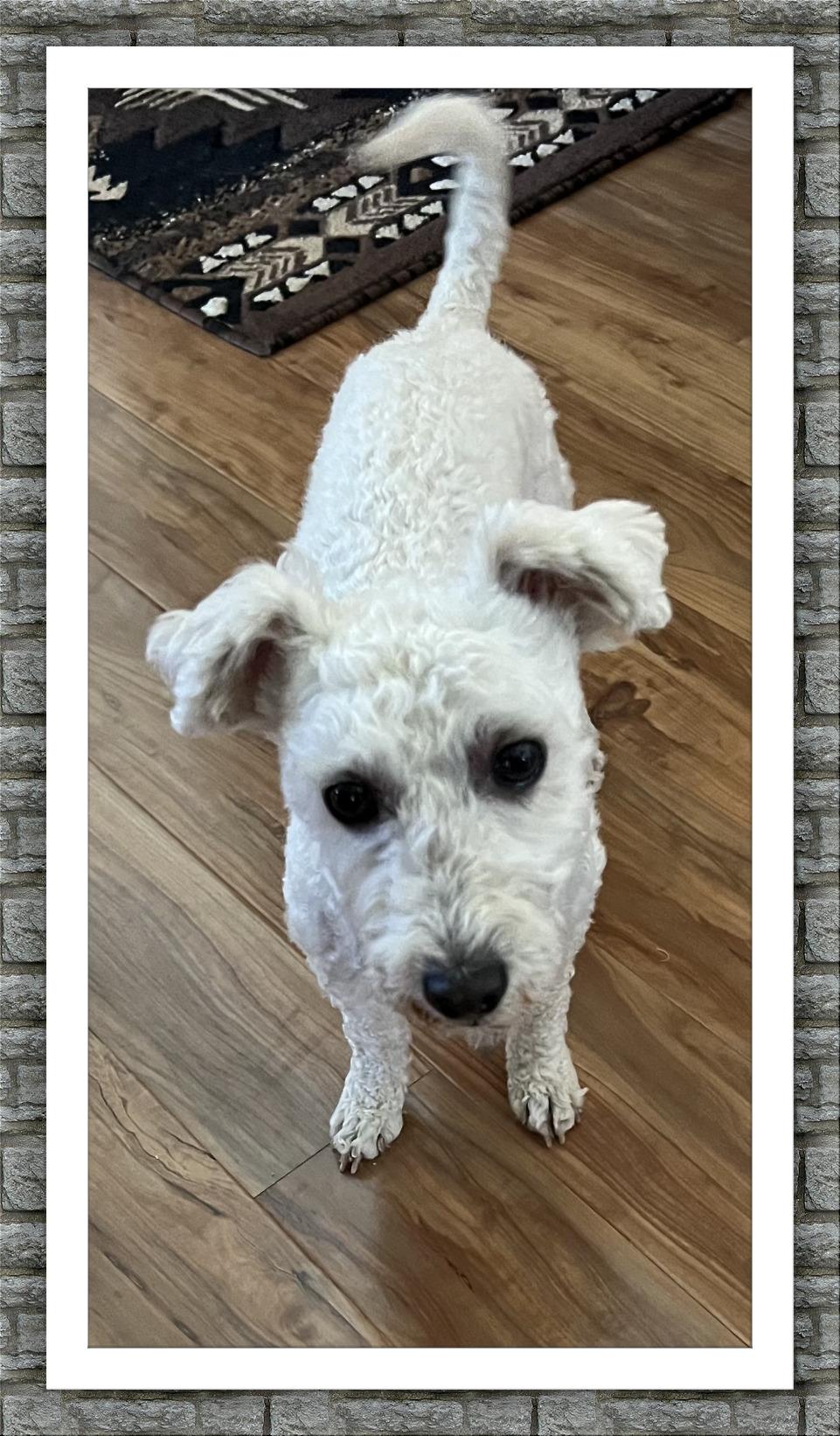 Dutch - AZ, a ADOPTABLE mixed breed in Phoenix, AZ image 1/4