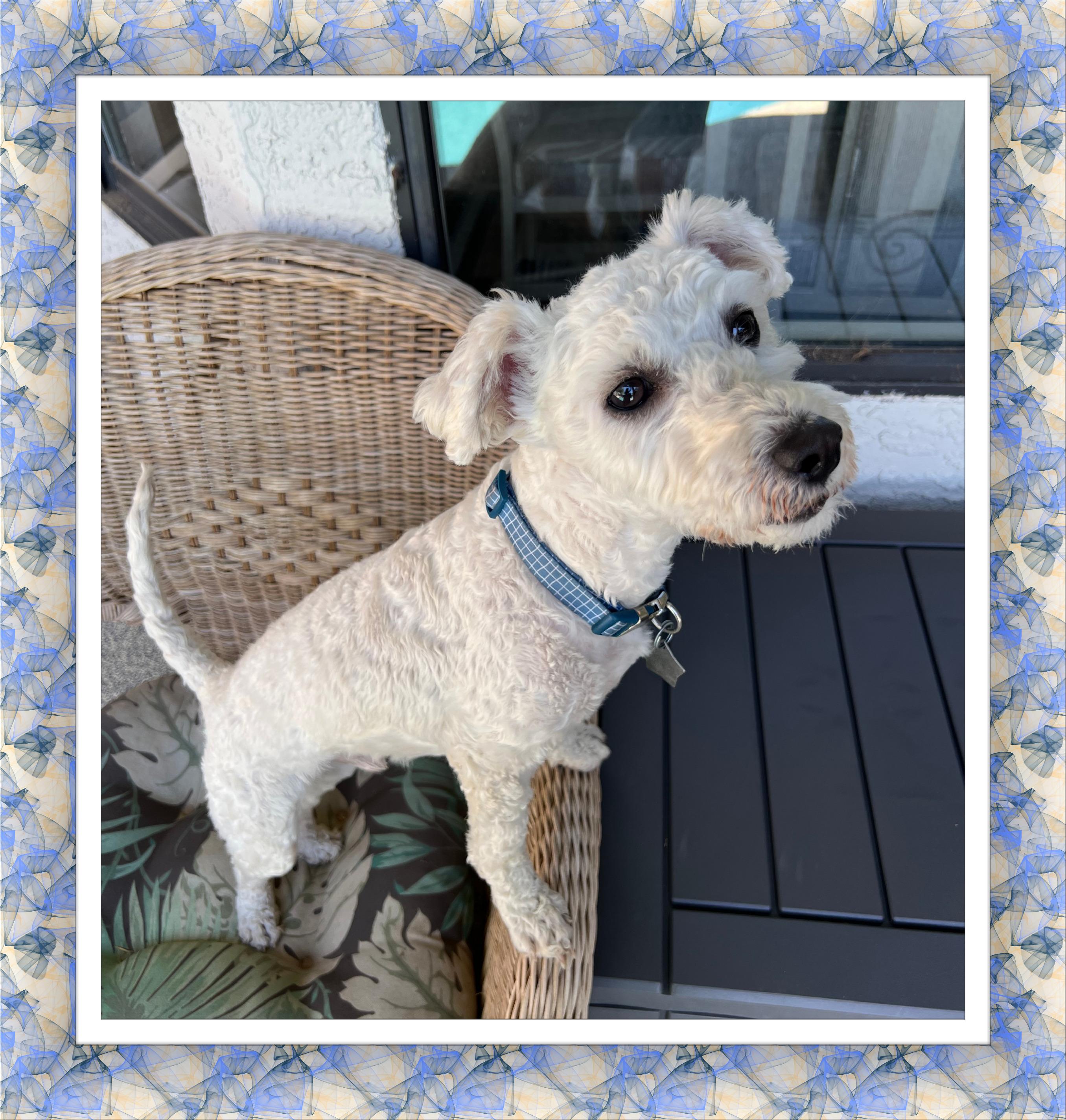 Dutch - AZ, a ADOPTABLE mixed breed in Phoenix, AZ image 2/4
