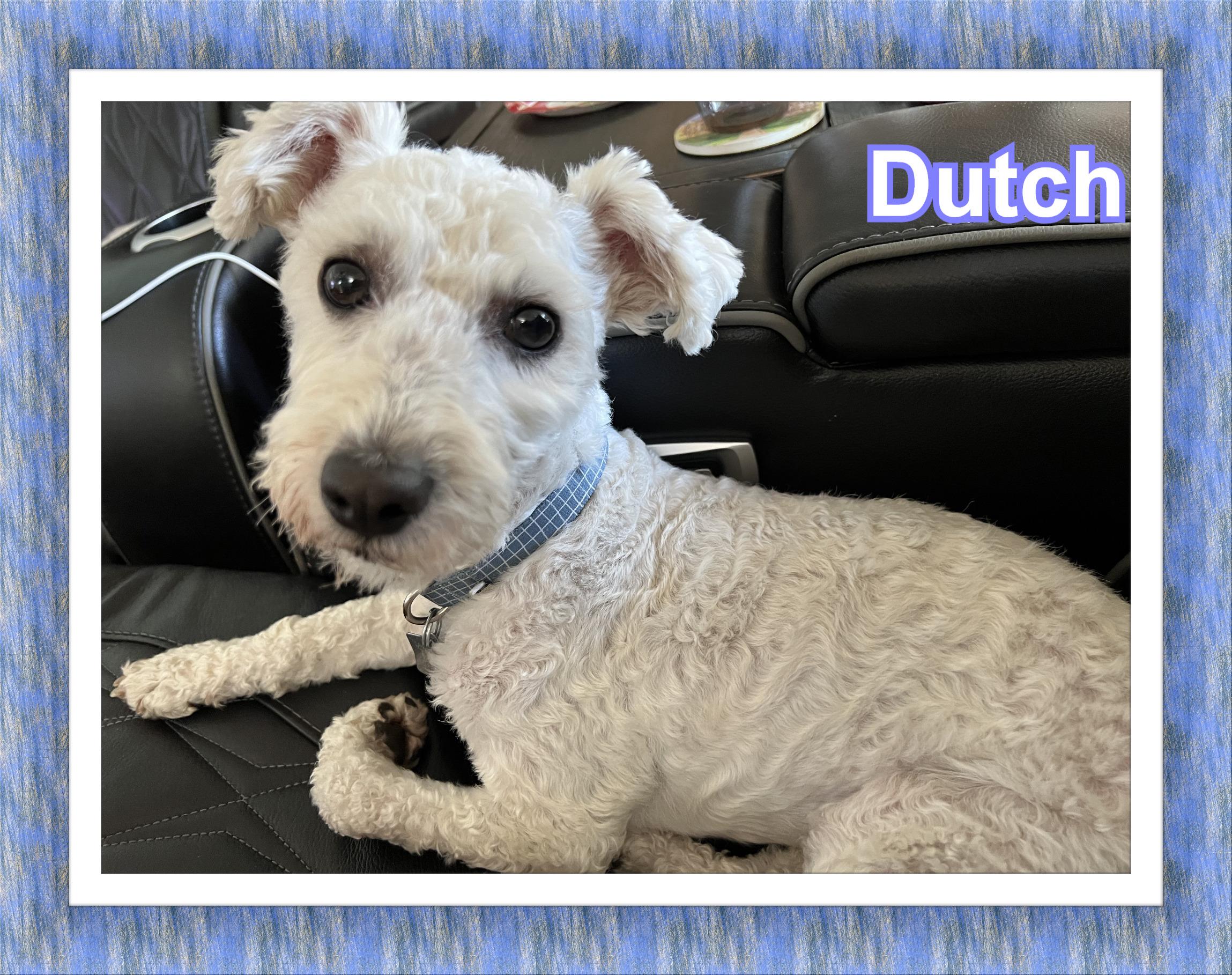 Dutch - AZ, a ADOPTABLE mixed breed in Phoenix, AZ image 4/4