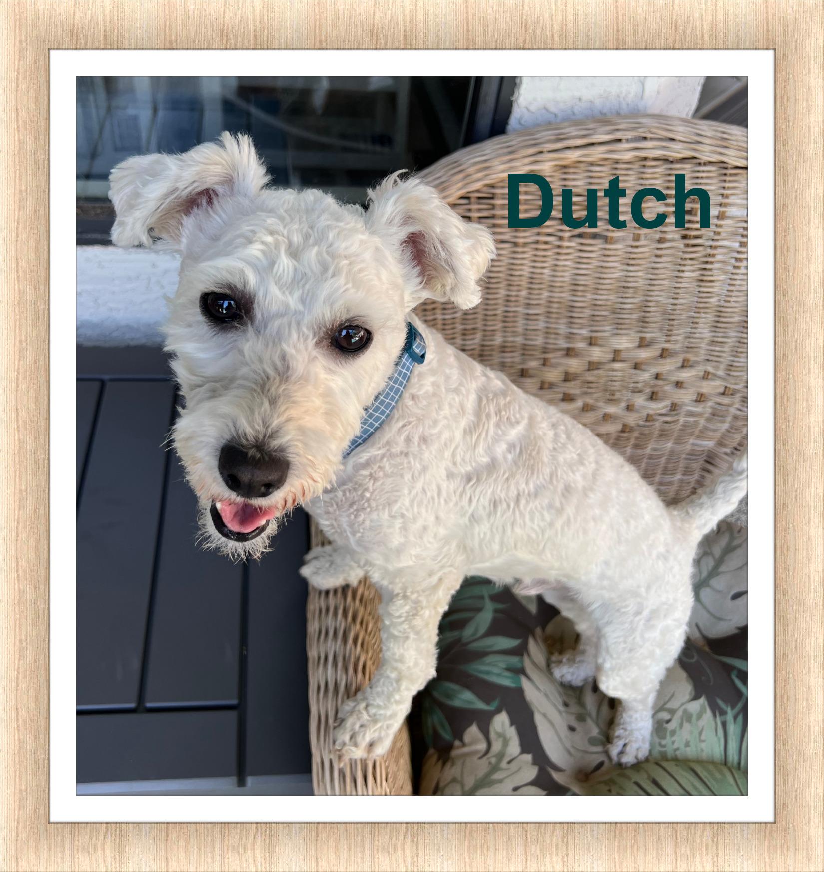 Dutch - AZ, a ADOPTABLE mixed breed in Phoenix, AZ image 3/4