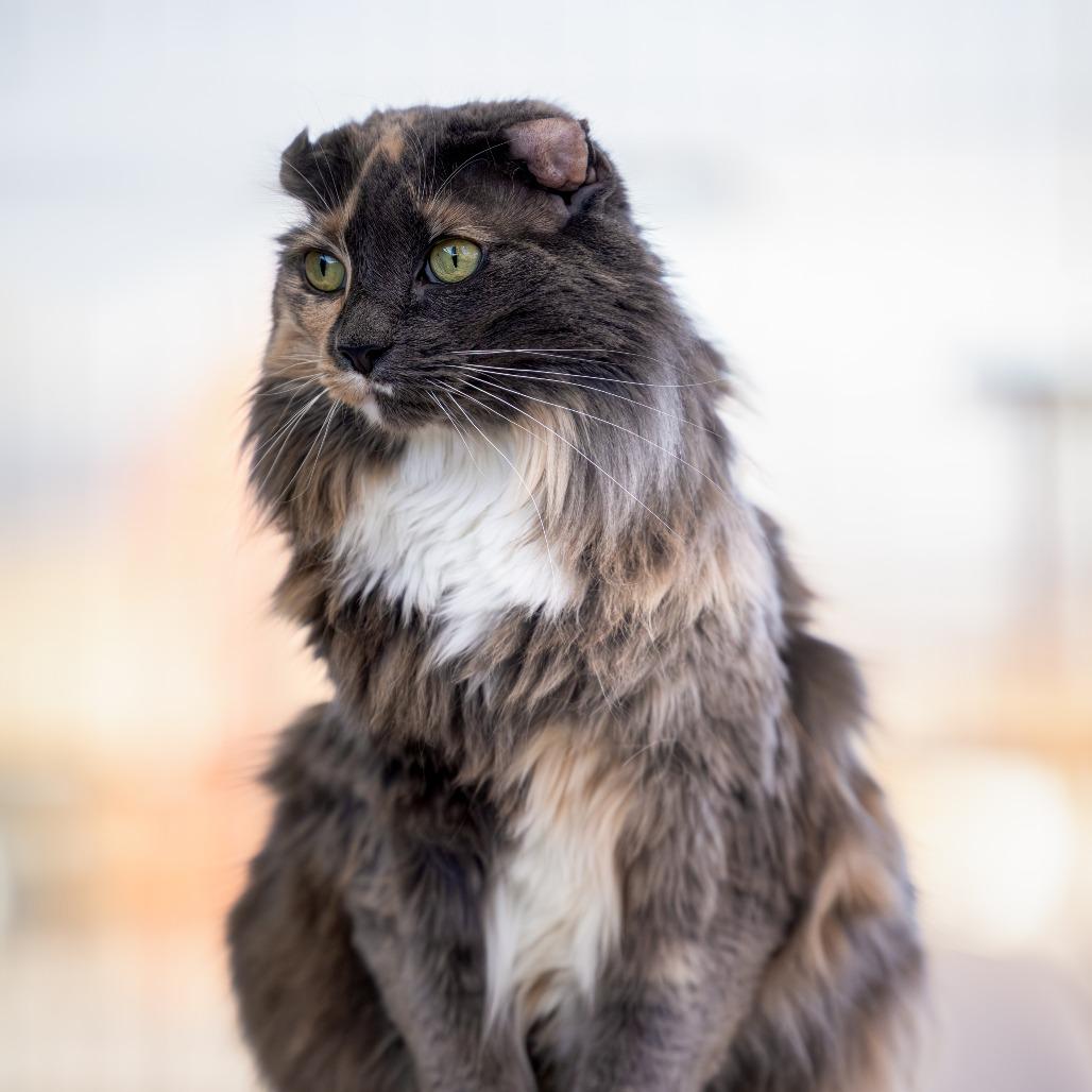 Enlarge Maud, a Adoptable American Curl in Morrison, CO image 3/3