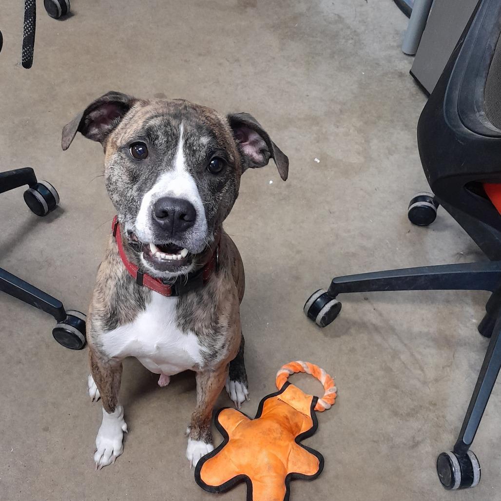 Radar, Adoptable, Adult Male Pit Bull Terrier.