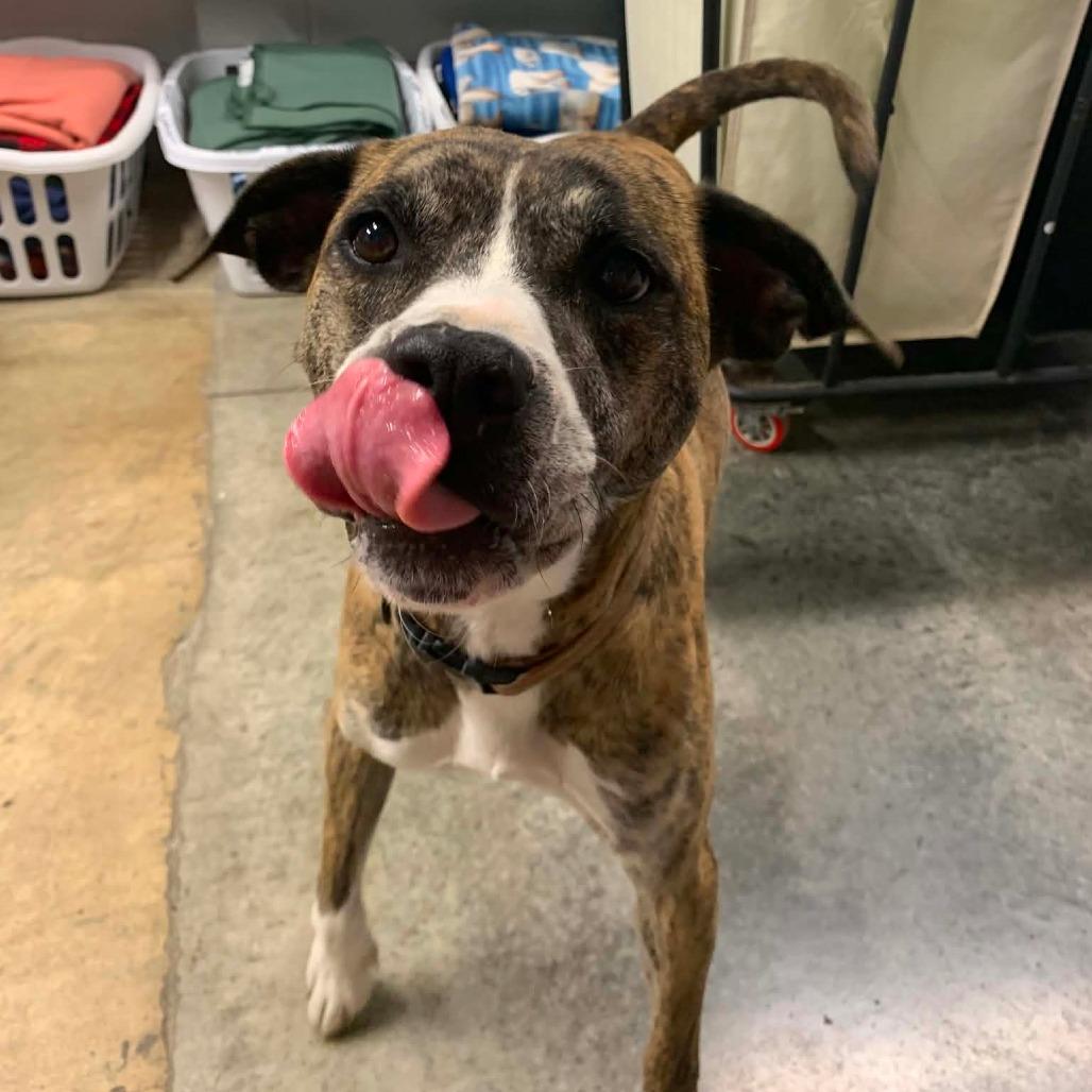 Enlarge Radar, a Adoptable Pit Bull Terrier in Jasper, IN image 2/6
