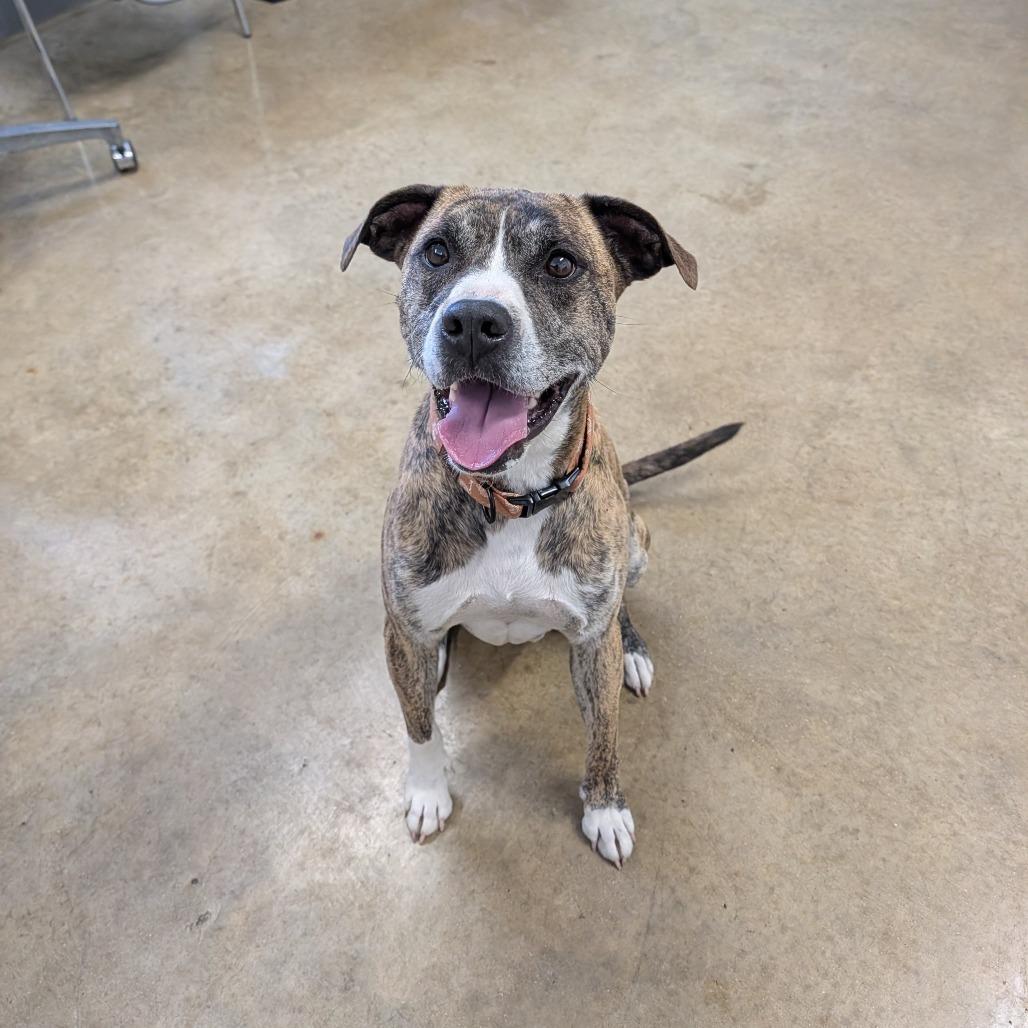 Enlarge Radar, a Adoptable Pit Bull Terrier in Jasper, IN image 3/6