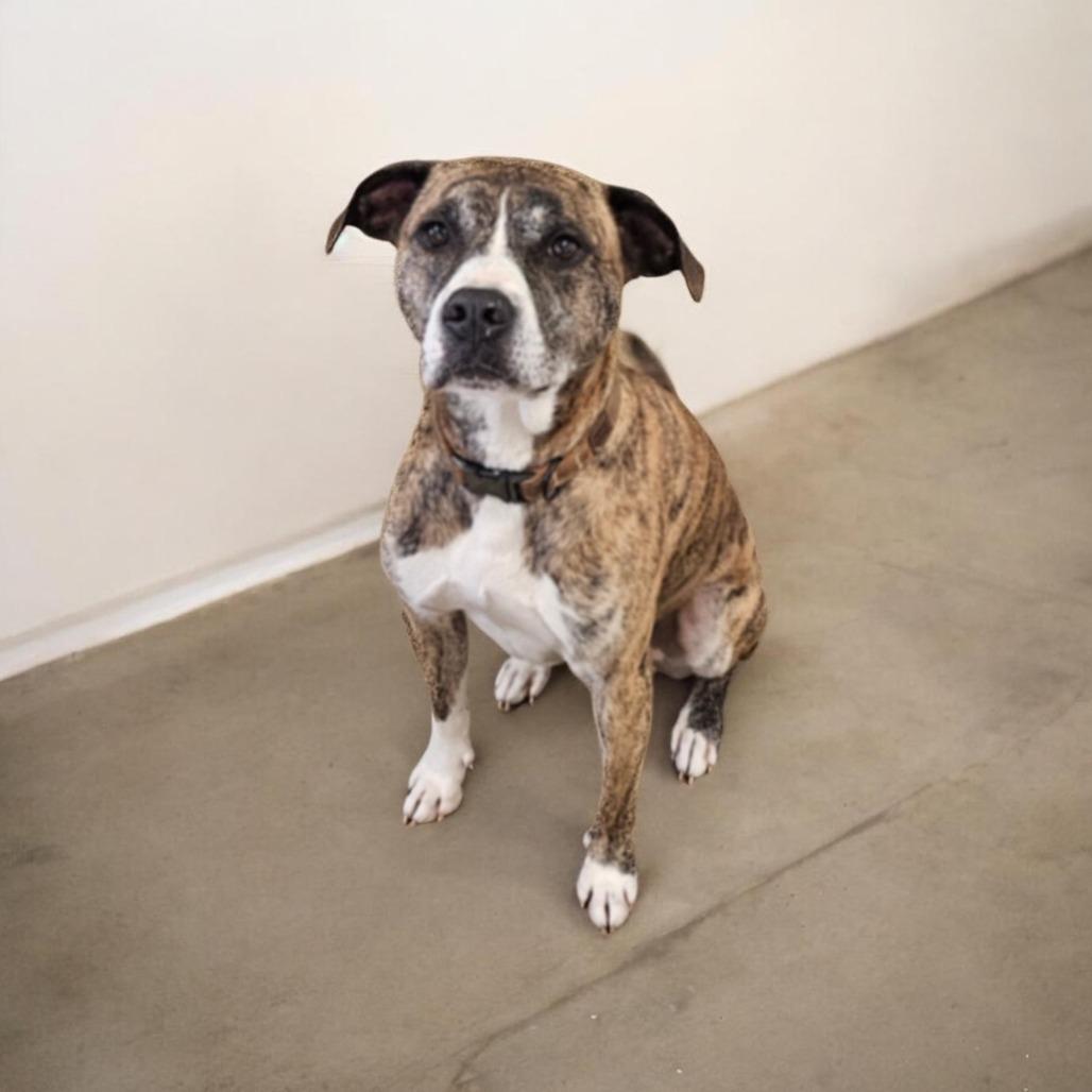Enlarge Radar, a Adoptable Pit Bull Terrier in Jasper, IN image 4/6