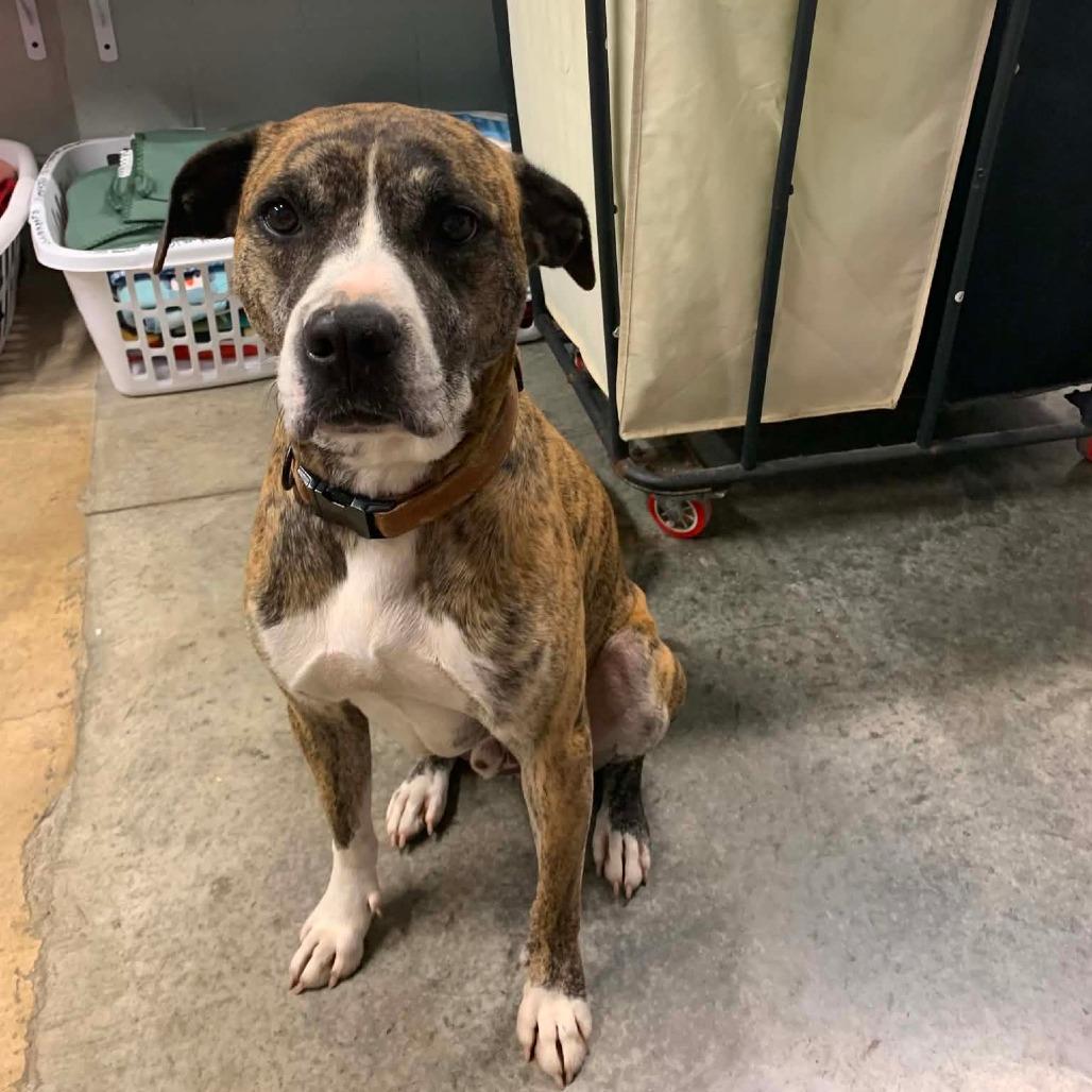 Enlarge Radar, a Adoptable Pit Bull Terrier in Jasper, IN image 5/6