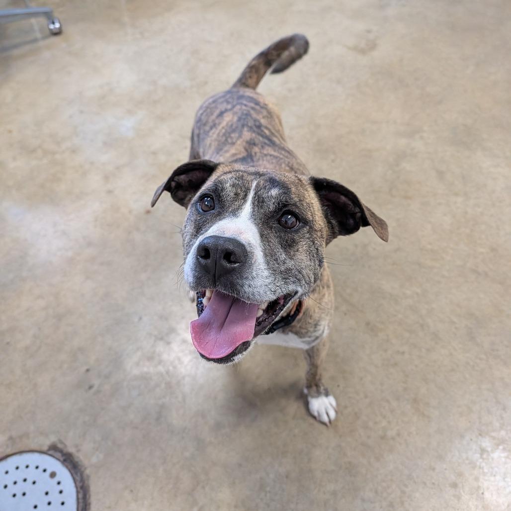 Enlarge Radar, a Adoptable Pit Bull Terrier in Jasper, IN image 6/6