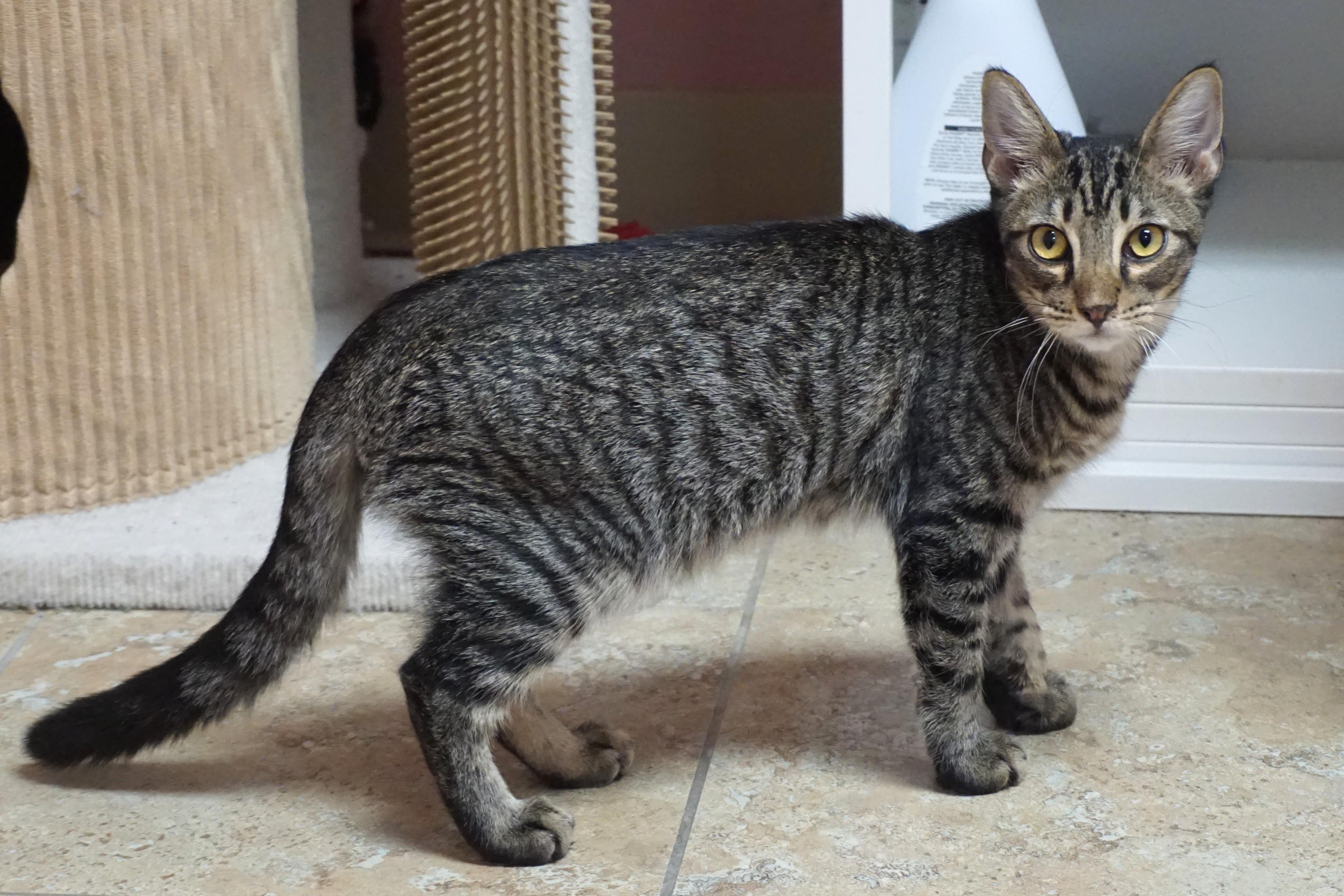 Enlarge Ocotillo, a Adoptable Domestic Short Hair in Fountain Hills, AZ image 2/4