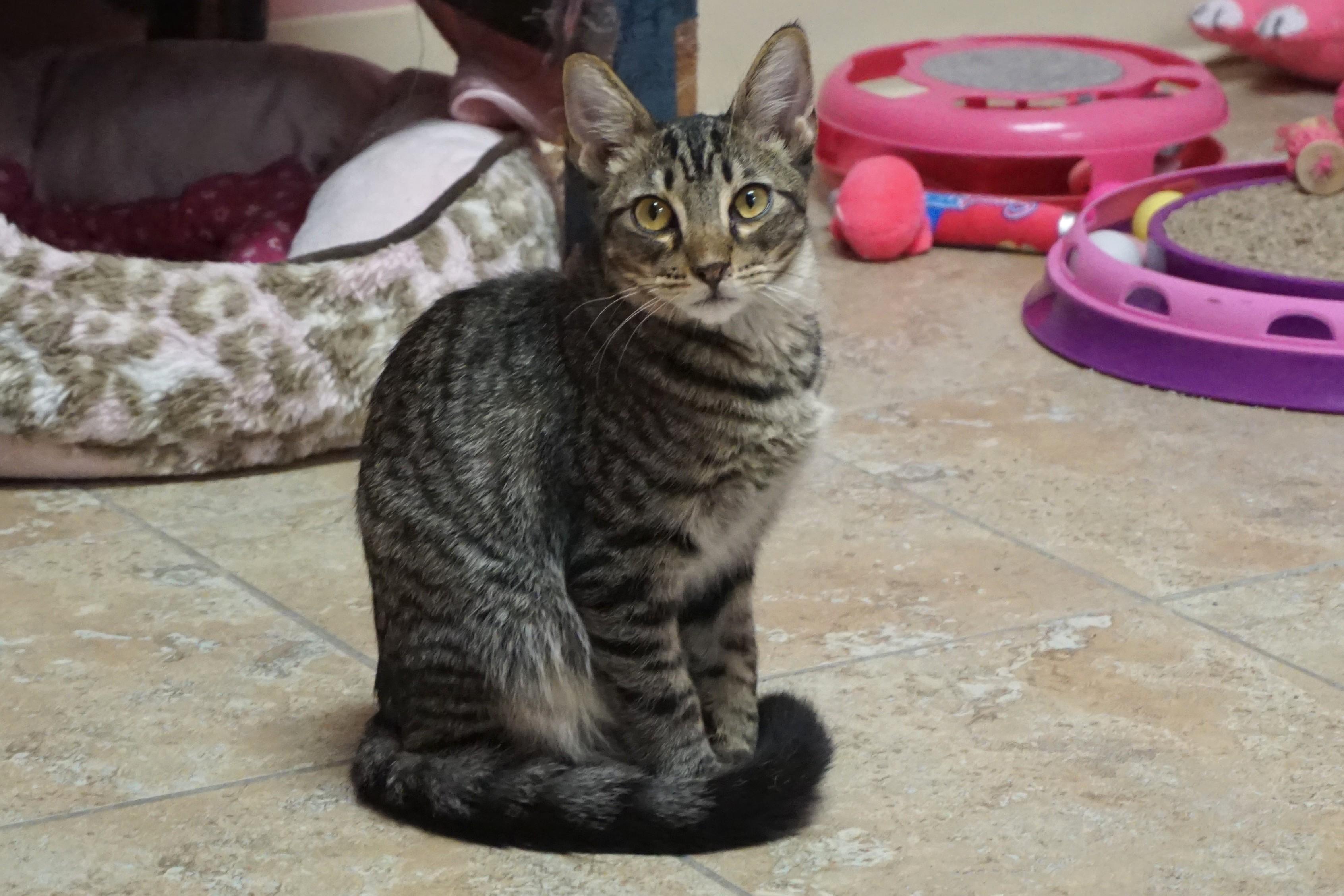 Enlarge Ocotillo, a Adoptable Domestic Short Hair in Fountain Hills, AZ image 3/4