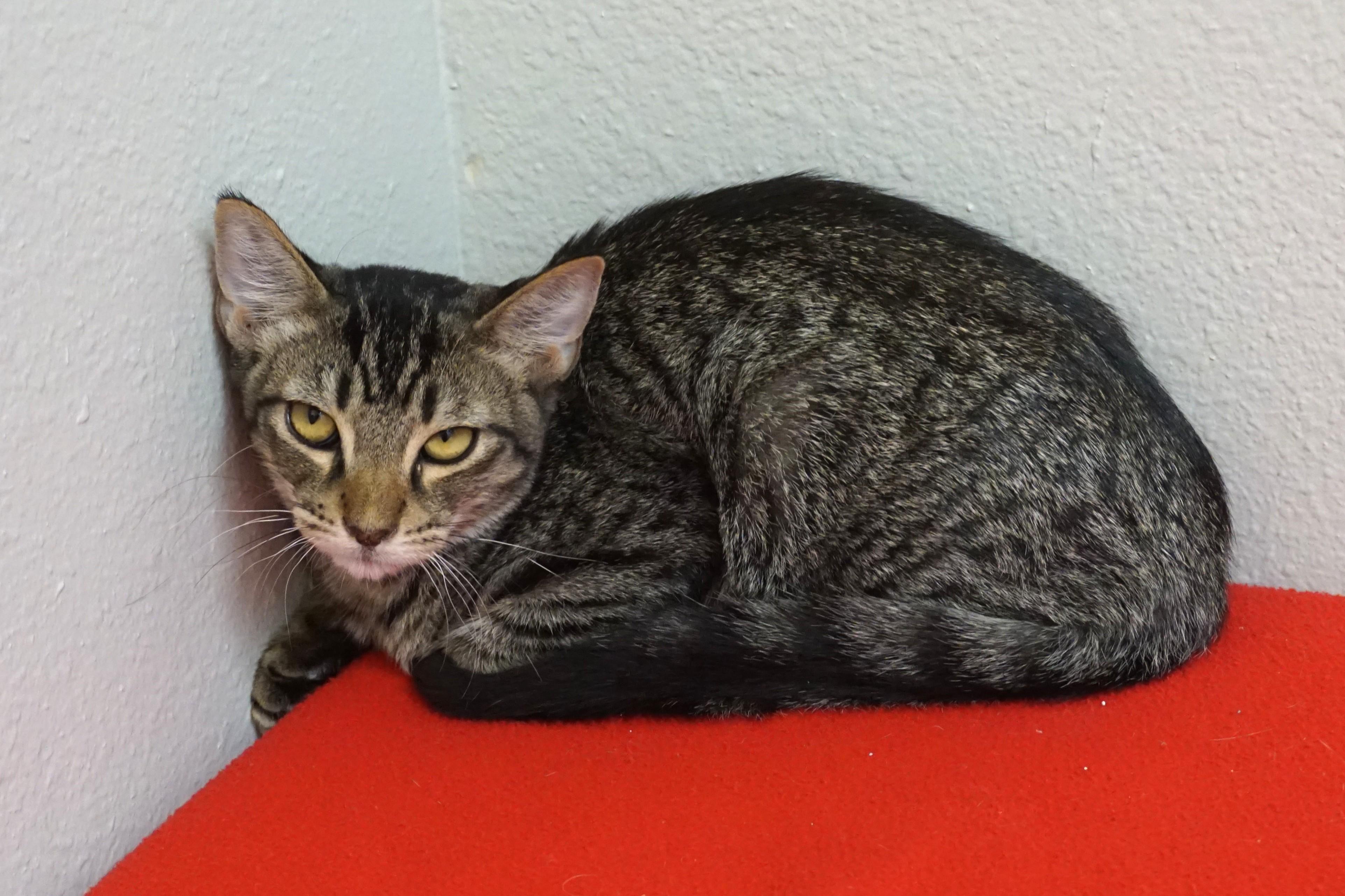 Enlarge Ocotillo, an adoptable Domestic Short Hair in Fountain Hills, AZ image 2/3