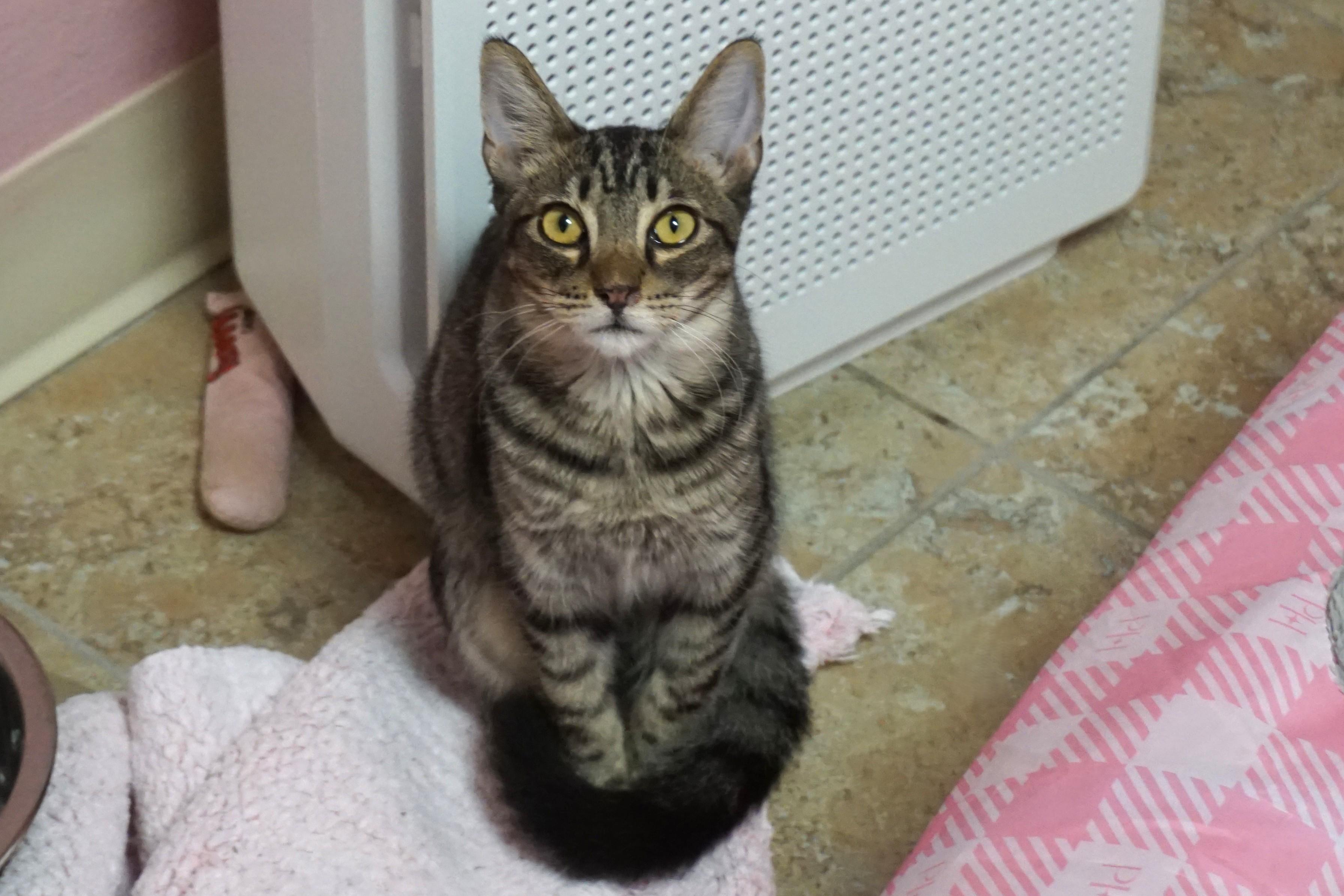 Ocotillo, adoptable, Kitten Male Domestic Short Hair.