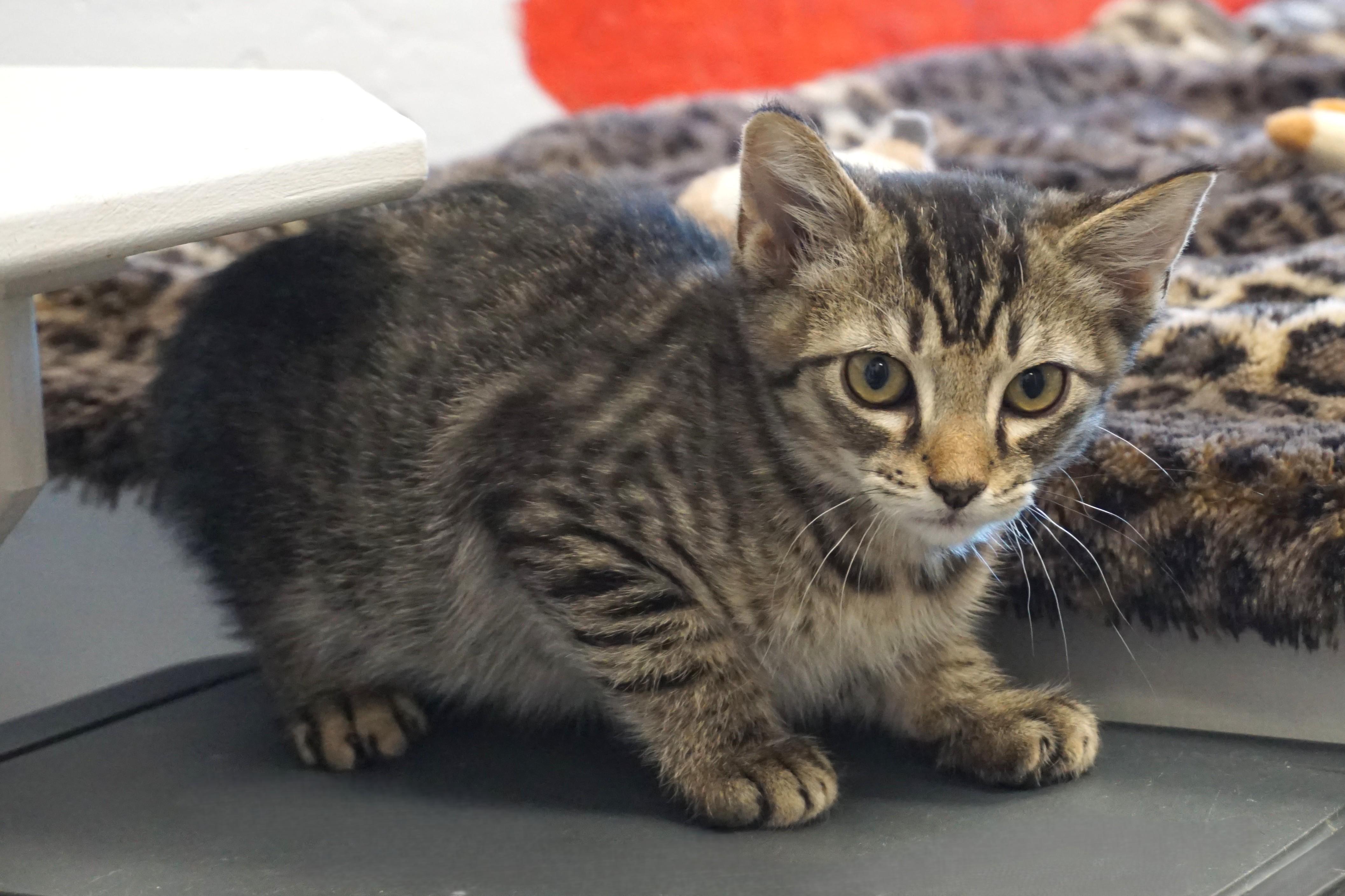 Ocotillo, an adoptable Domestic Short Hair in Fountain Hills, AZ image 2/2