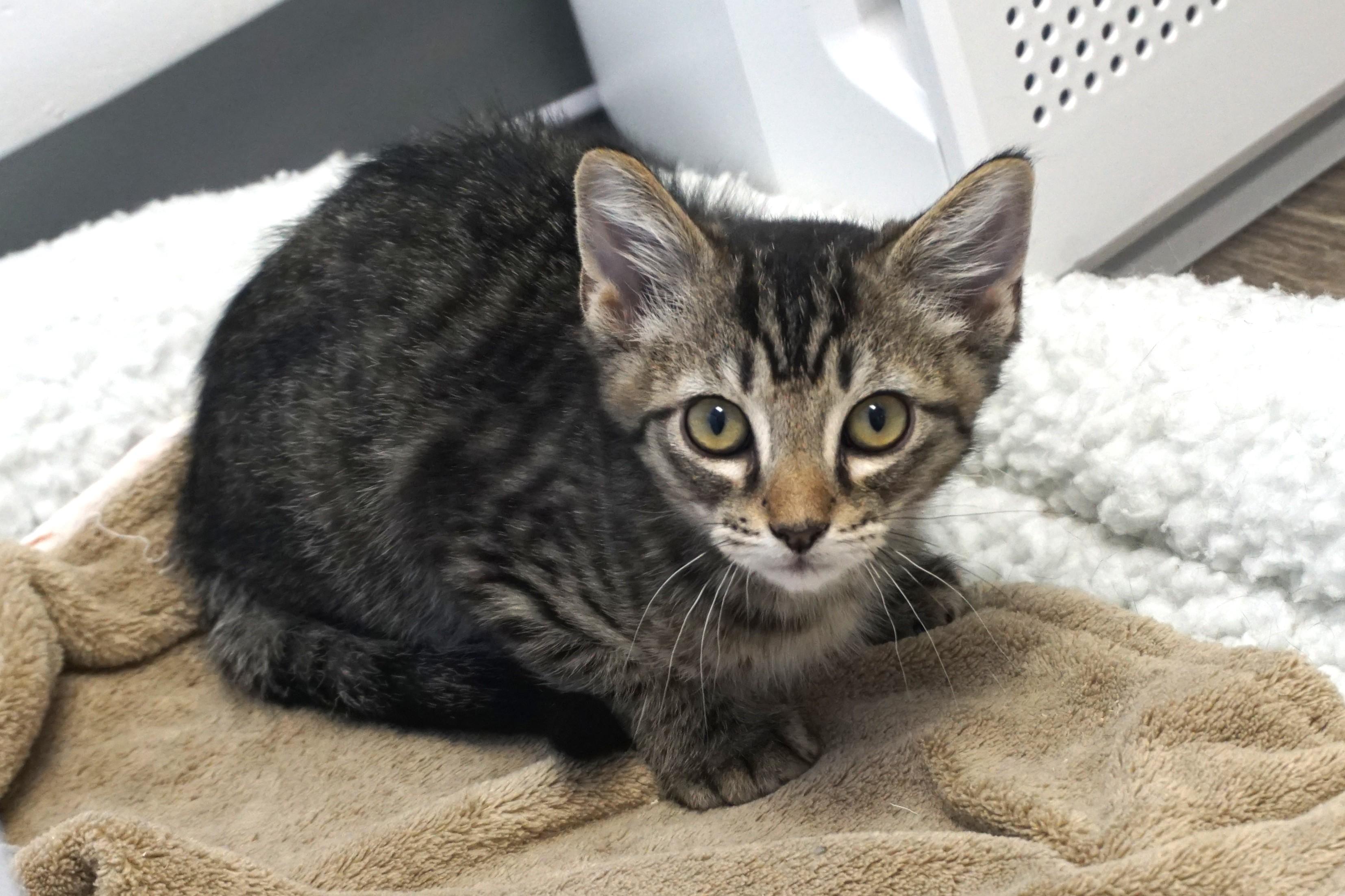Ocotillo, adoptable, Kitten Male Domestic Short Hair.