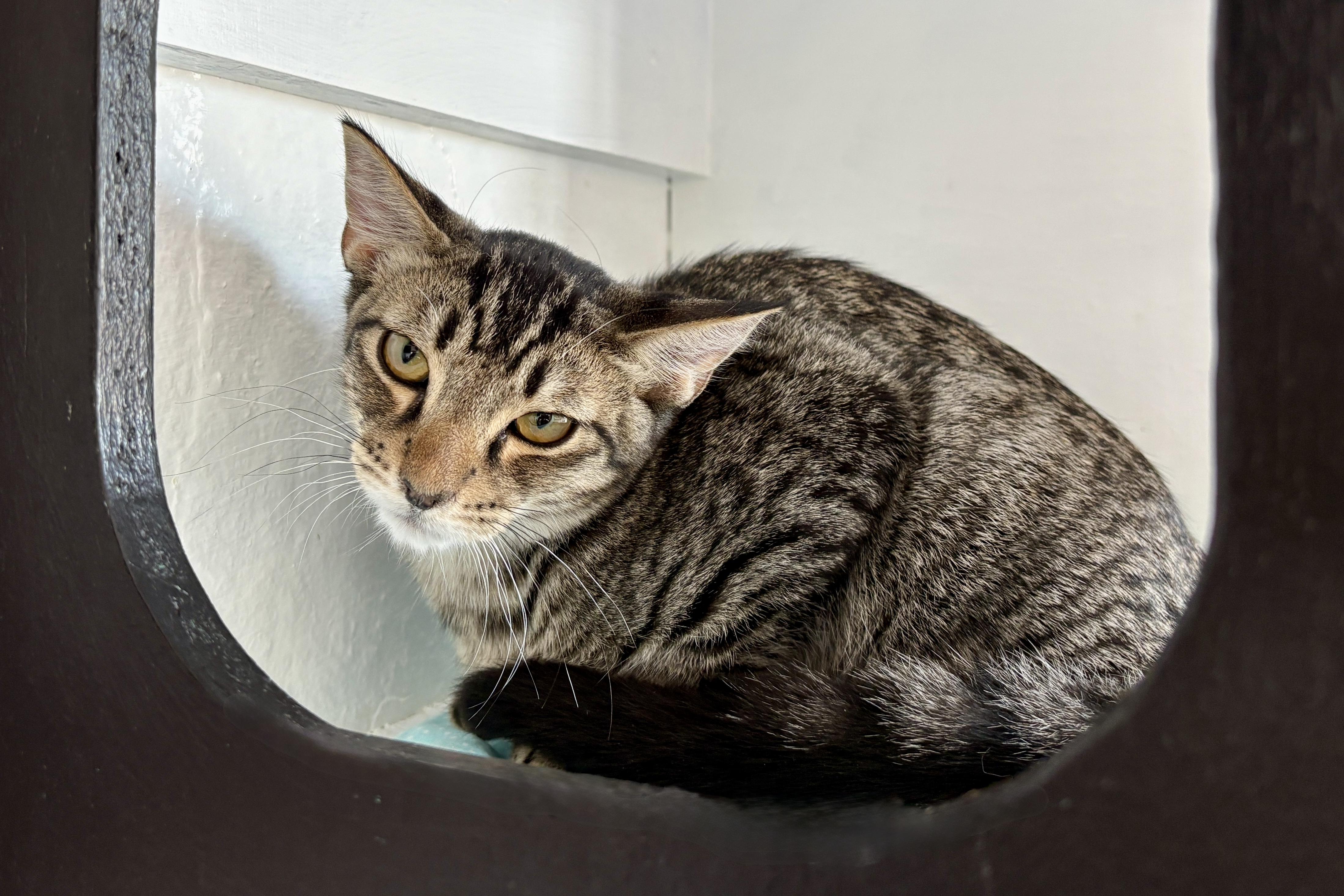 Enlarge Ocotillo, an adoptable Domestic Short Hair in Fountain Hills, AZ image 3/3