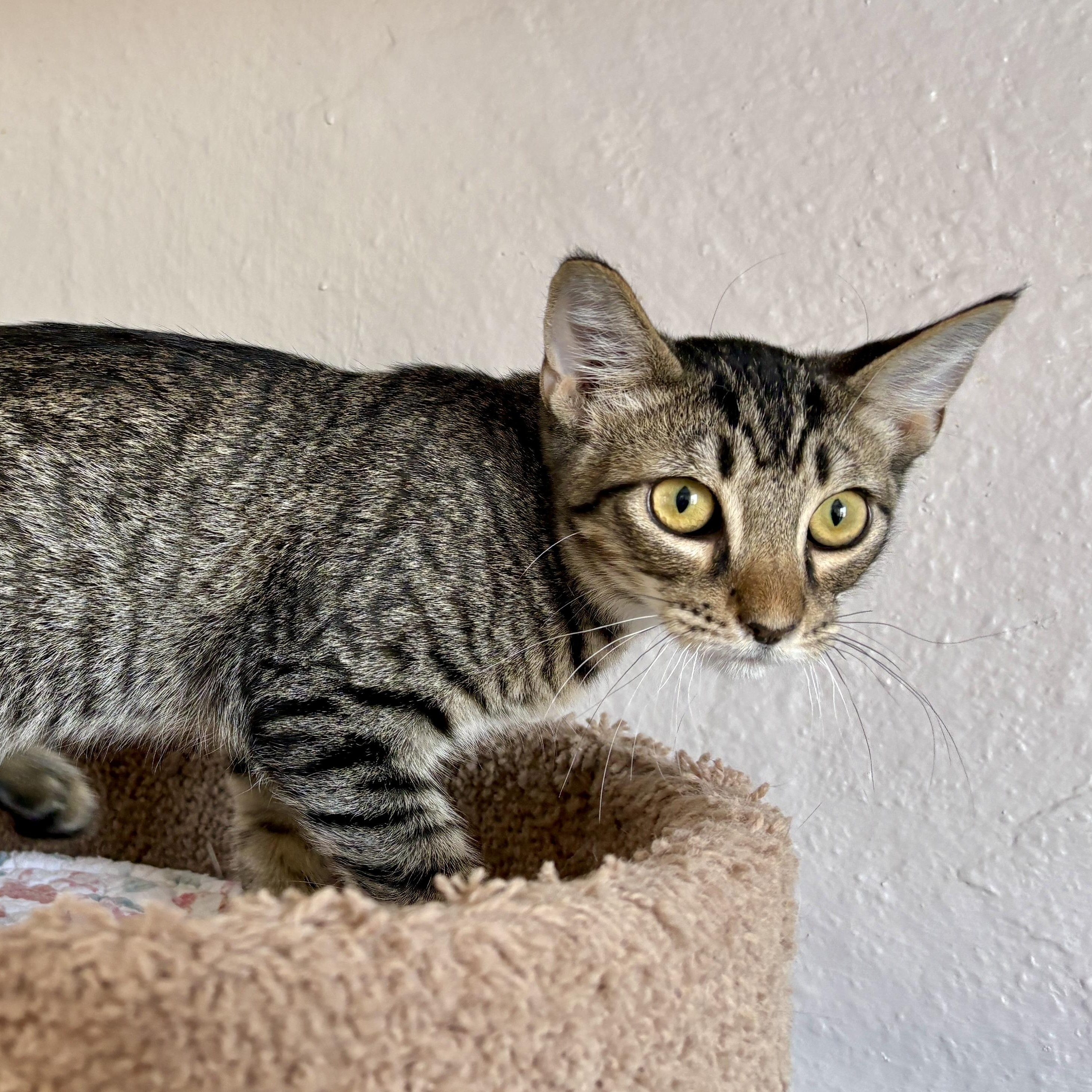 Ocotillo, adoptable, Kitten Male Domestic Short Hair.