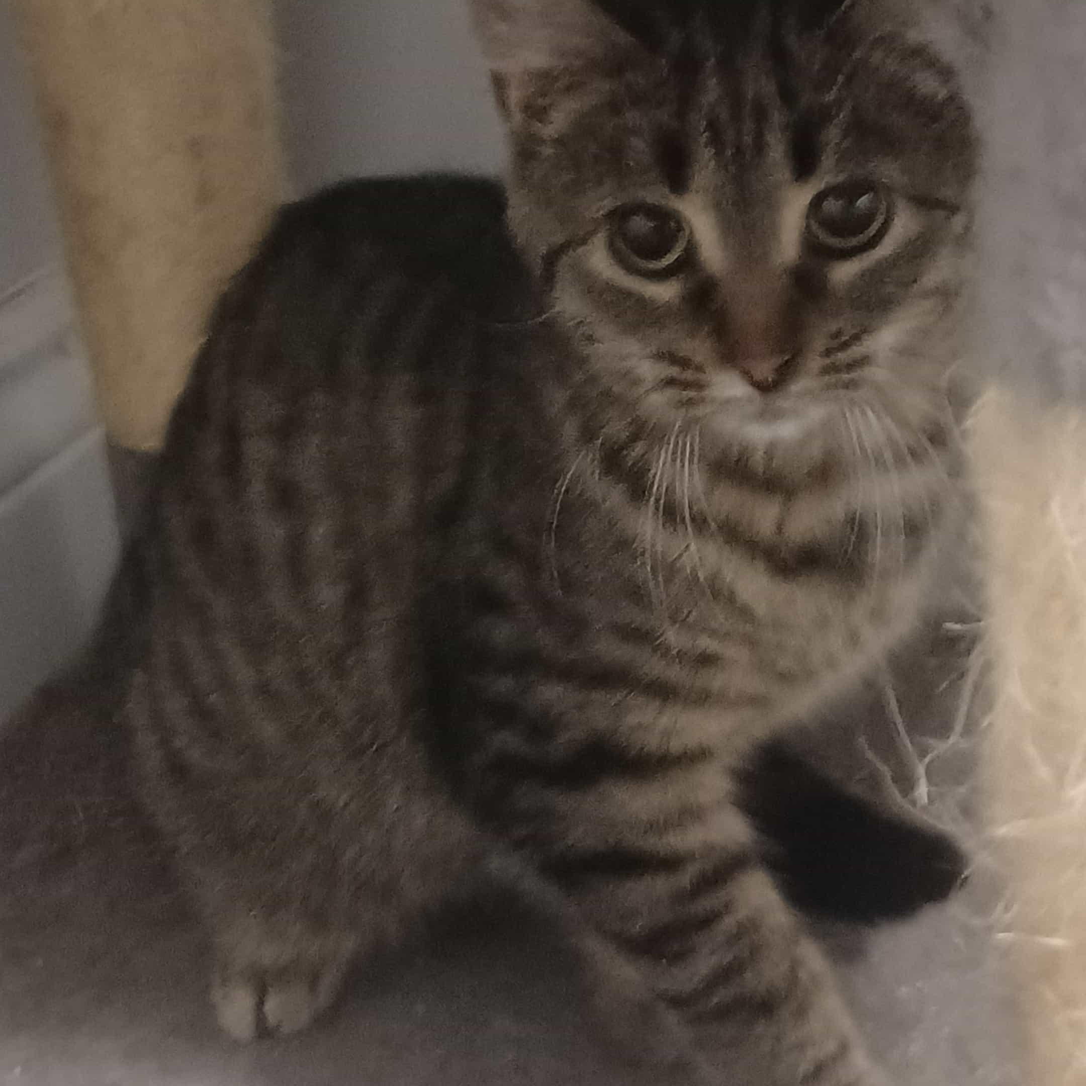 Enlarge Babe Face (f) 6mths brown tabby , a Adoptable Domestic Short Hair in Ottawa, ON image 2/4