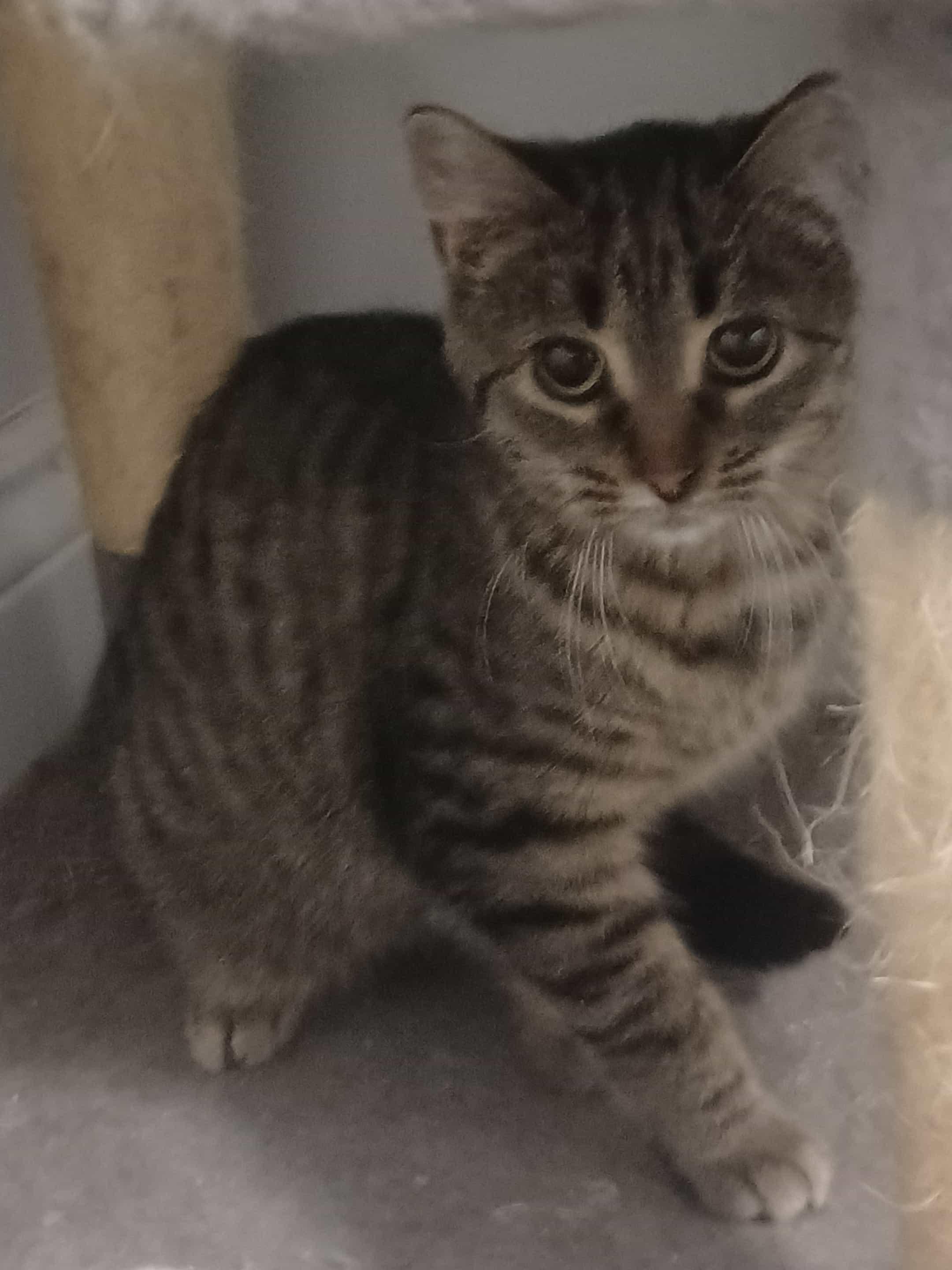 Enlarge Babe Face (f) 6mths tabby, a Adoptable Domestic Short Hair in Ottawa, ON image 2/4