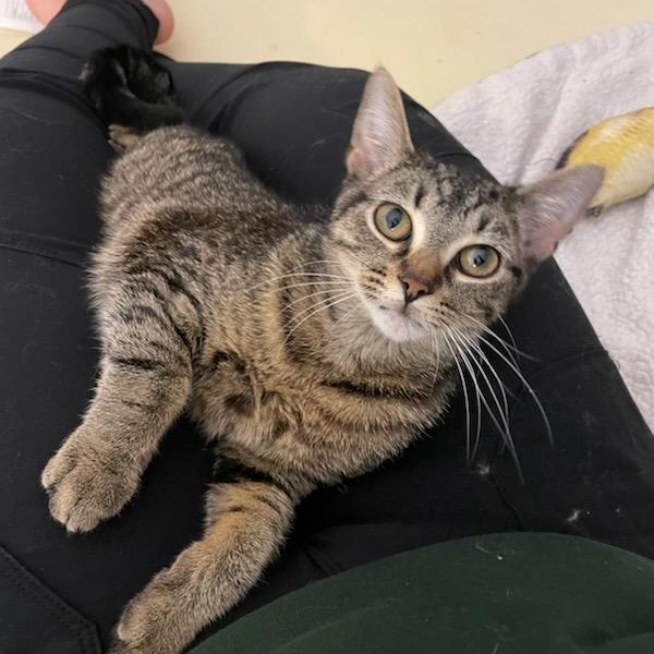 Enlarge Babe Face (f) 6mths brown tabby , a Adoptable Domestic Short Hair in Ottawa, ON image 4/4