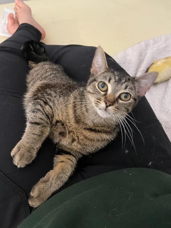 Enlarge Babe Face (f) 6mths tabby, a Adoptable Domestic Short Hair in Ottawa, ON image 4/4