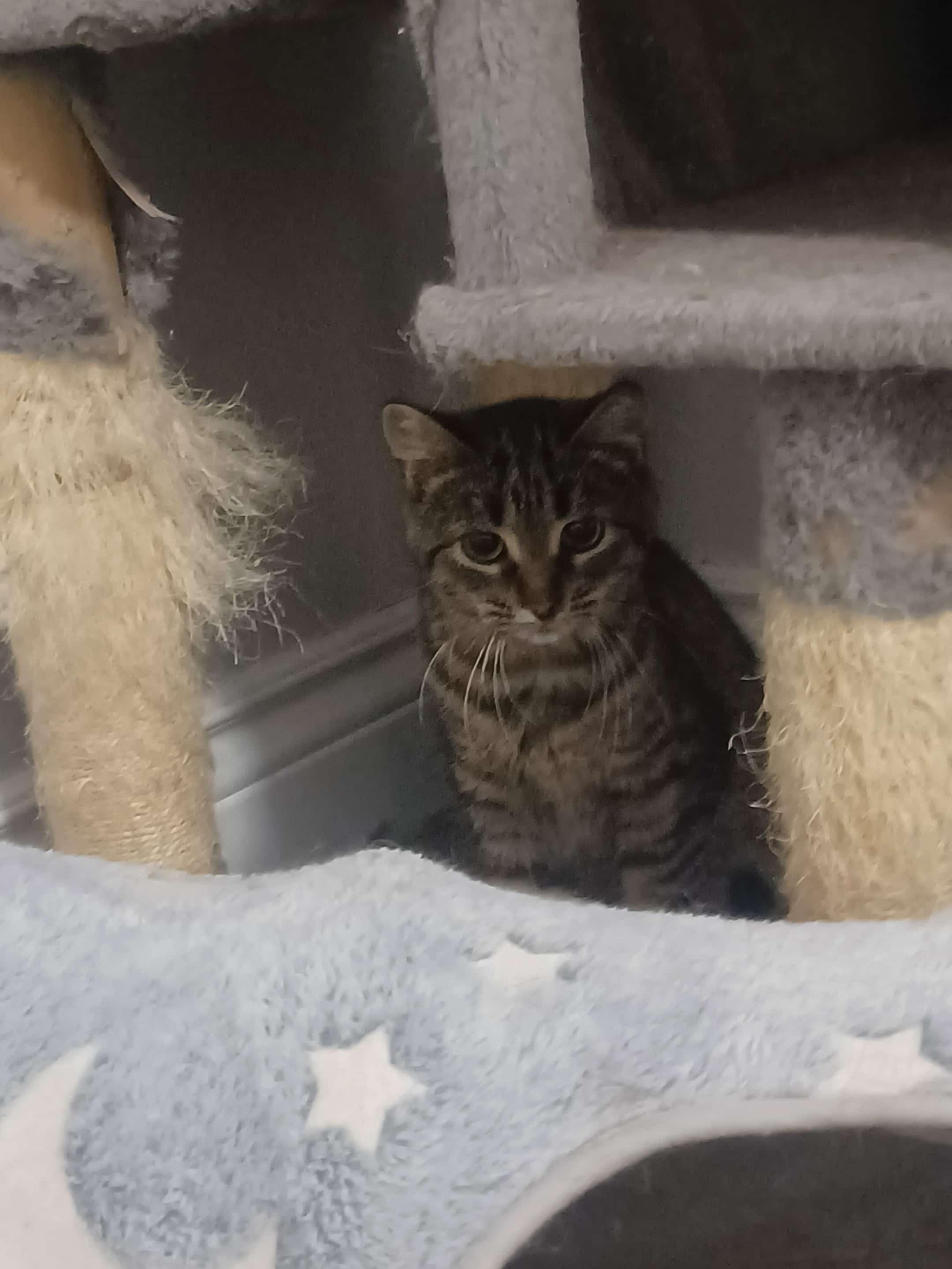 Enlarge Babe Face (f) 6mths tabby, a Adoptable Domestic Short Hair in Ottawa, ON image 3/4