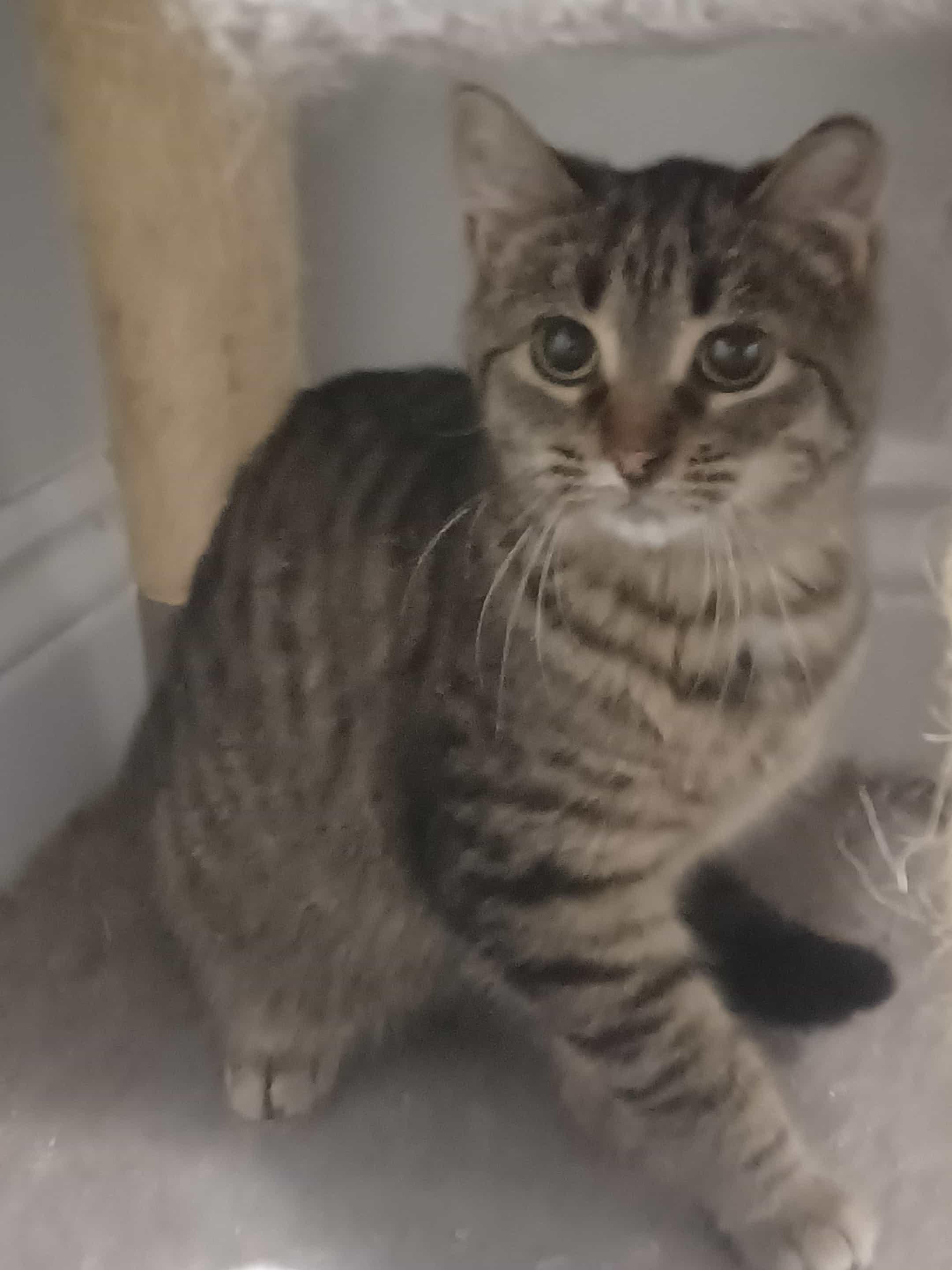 Babe Face (f) 6mths tabby, Adoptable, Young Female Domestic Short Hair.