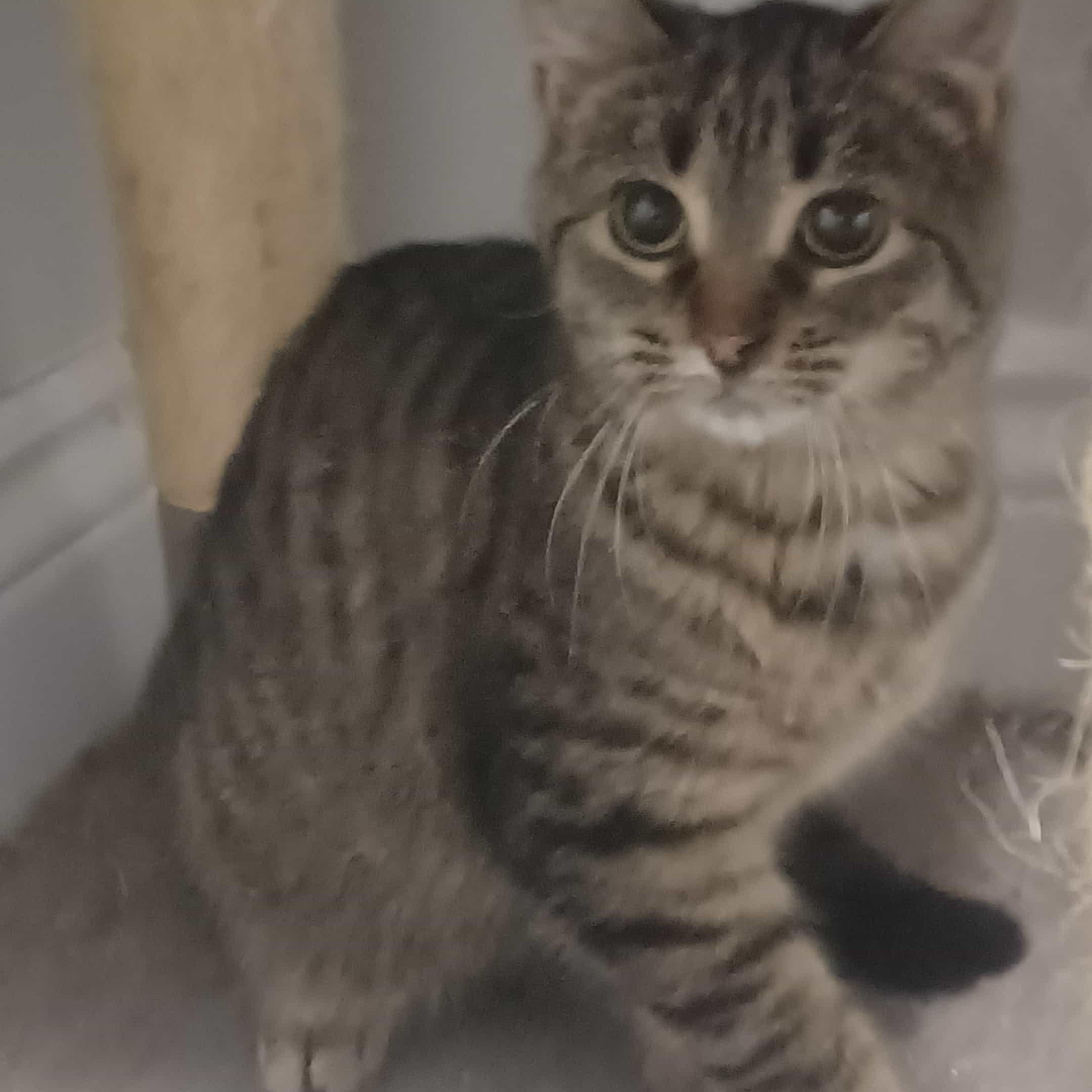 Enlarge Babe Face (f) 6mths brown tabby , a Adoptable Domestic Short Hair in Ottawa, ON image 1/4