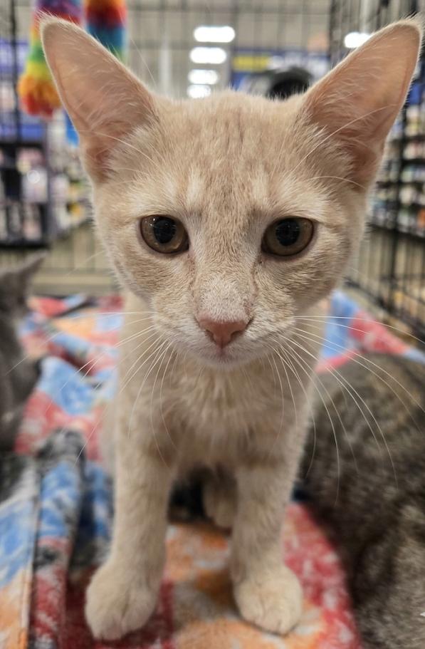 Enlarge Big Bird 2026, a Adoptable Domestic Short Hair in Norwood, OH image 1/2
