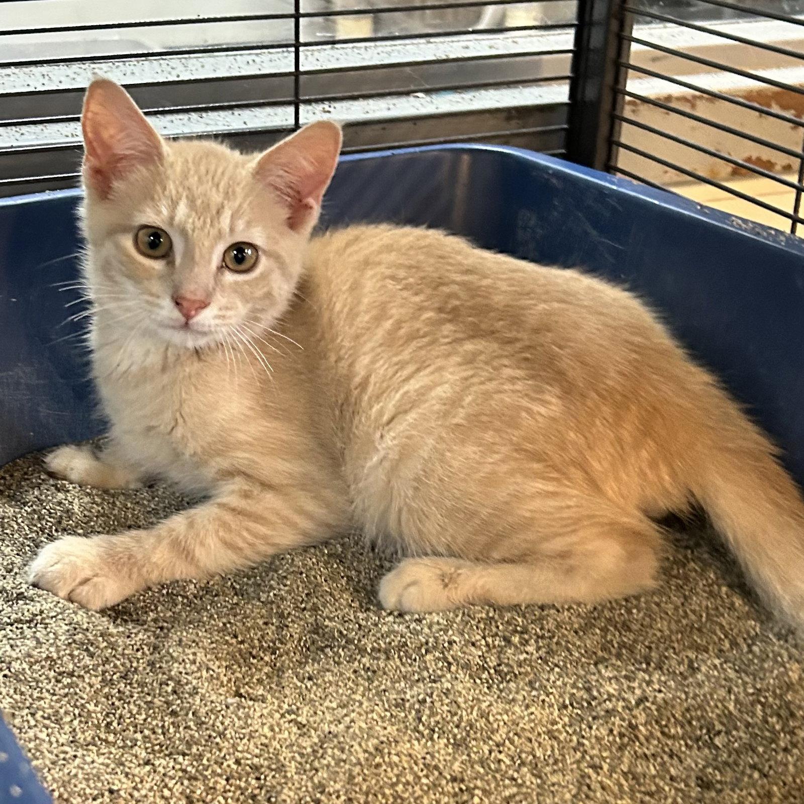 Enlarge Big Bird 2026, a Adoptable Domestic Short Hair in Norwood, OH image 2/2