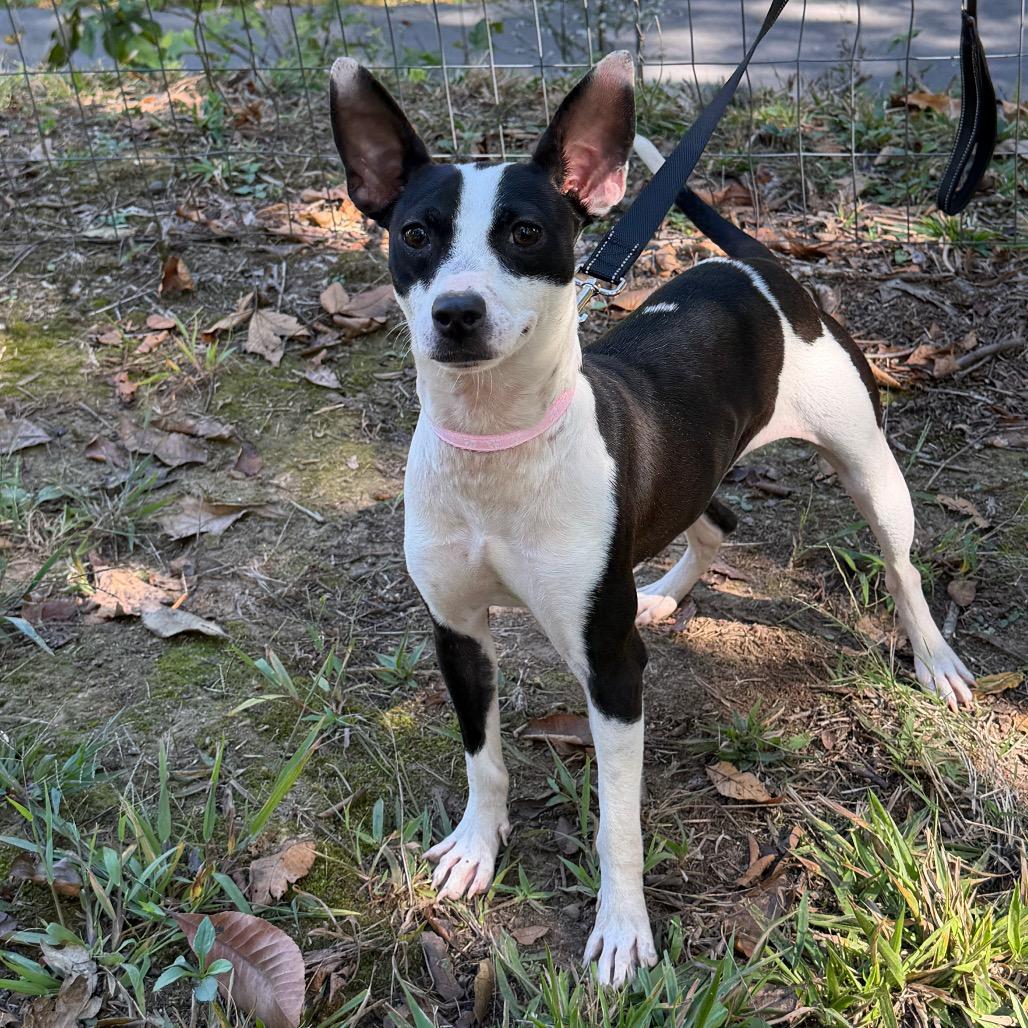 Twinkie, Adoptable, Adult Female Chihuahua.