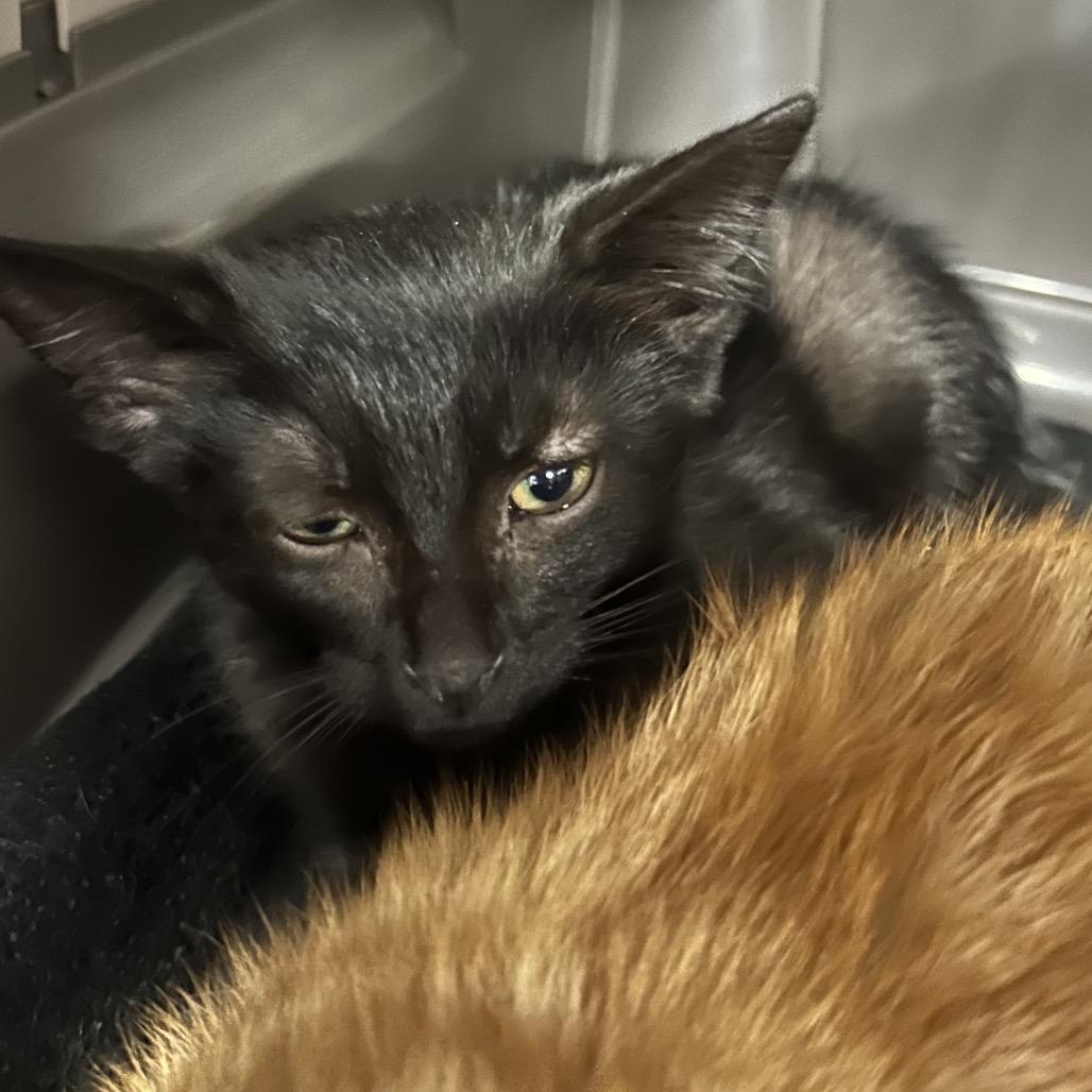 Clayton, Adoptable, Kitten Male Domestic Short Hair.