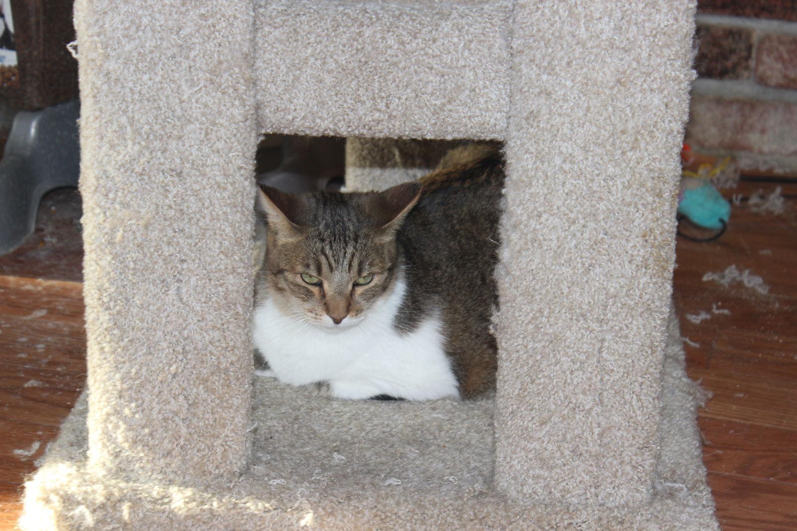 Enlarge Penny, a Adoptable Domestic Short Hair in Morgan Hill, CA image 1/3
