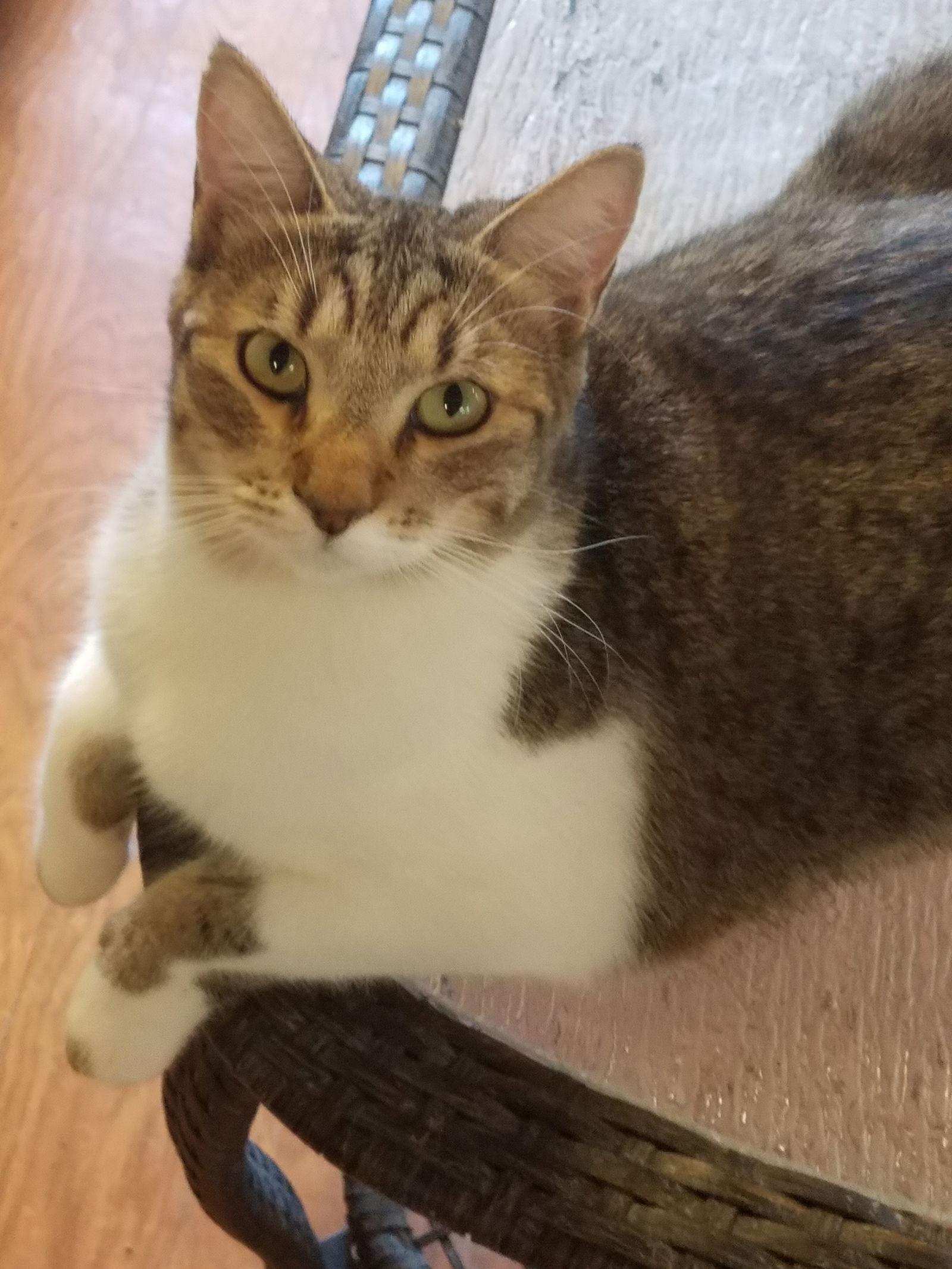Enlarge Penny, a Adoptable Domestic Short Hair in Morgan Hill, CA image 2/3