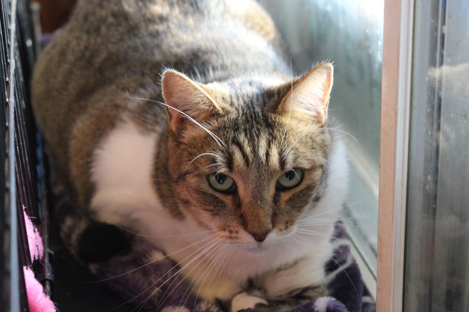 Enlarge Penny, a Adoptable Domestic Short Hair in Morgan Hill, CA image 3/3