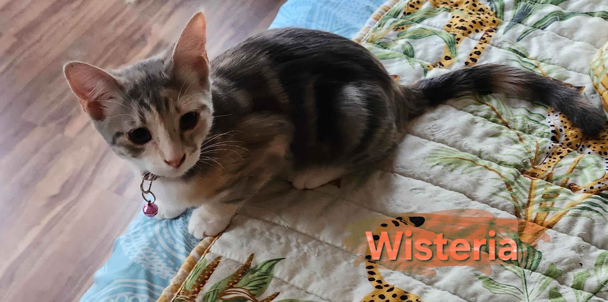 Wisteria, an adopted mixed breed in Las Cruces, NM image 2/2
