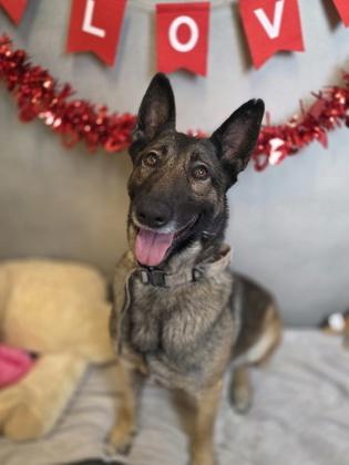 Enlarge Chiska, a Adoptable mixed breed in Cedar Hill, TX image 1/3